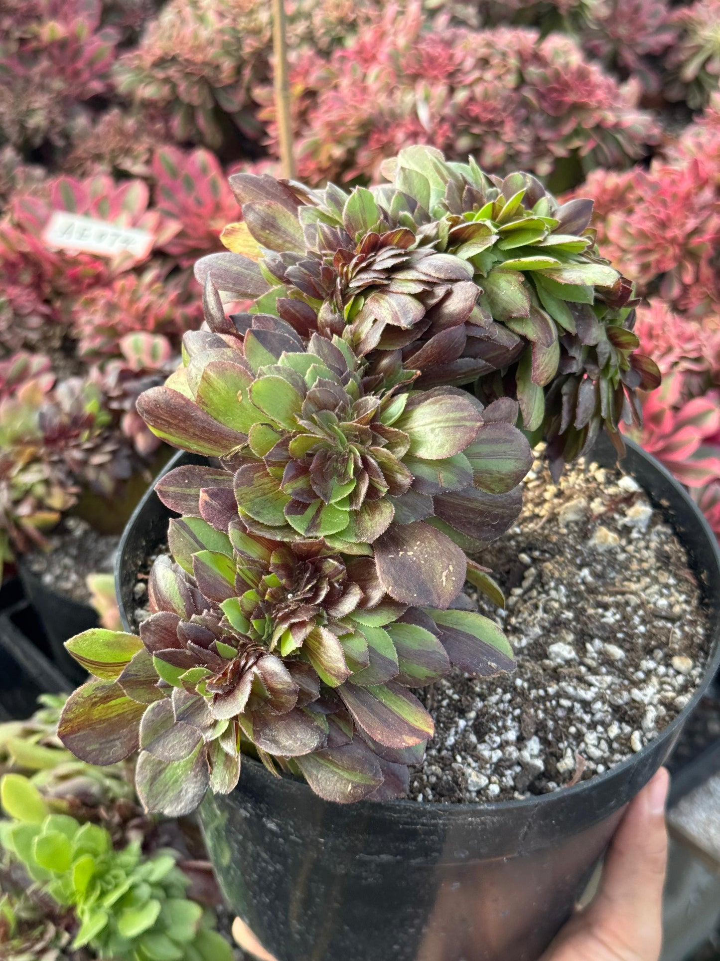 Aeonium big bang crestado