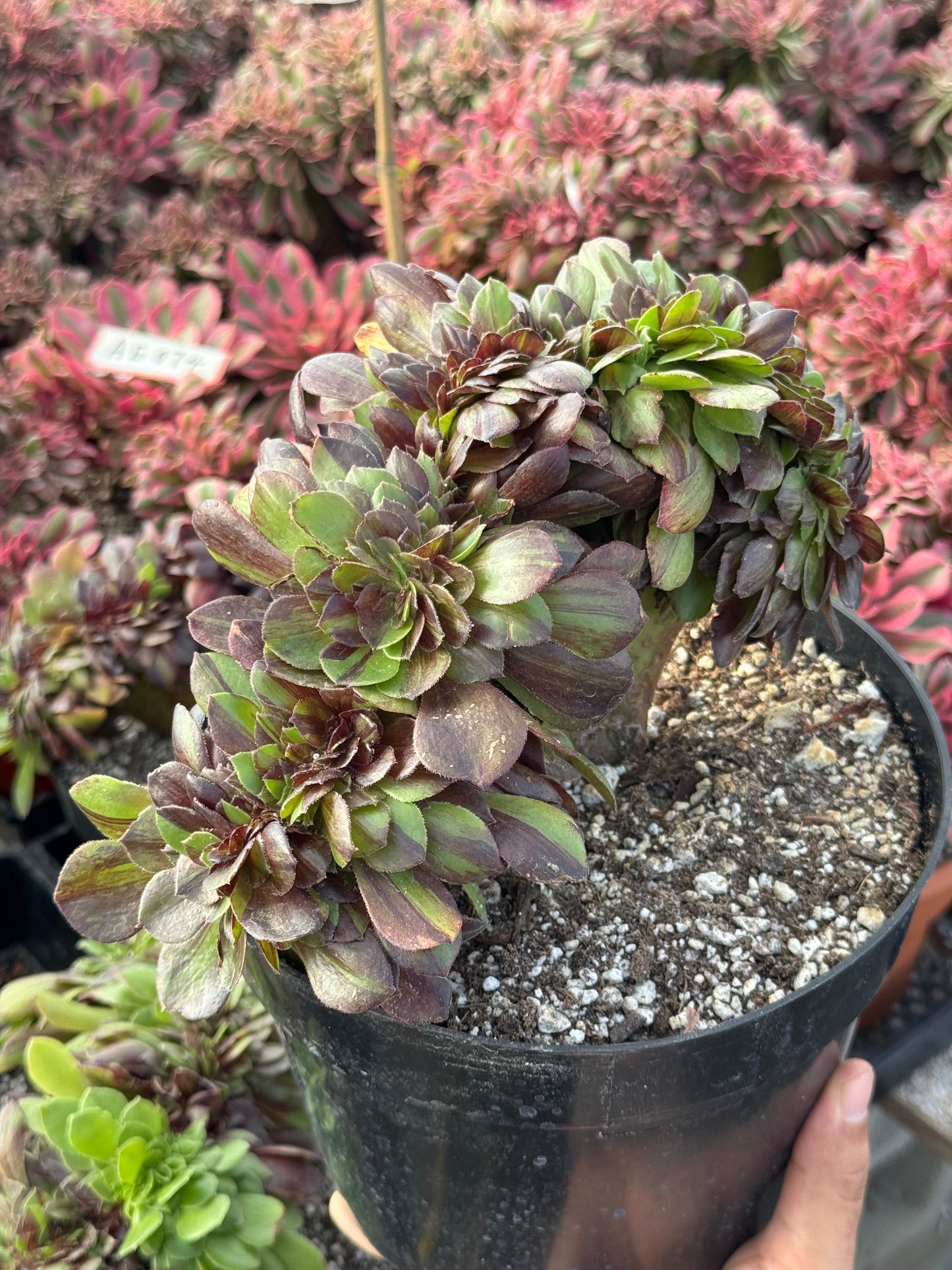Aeonium big bang crestado