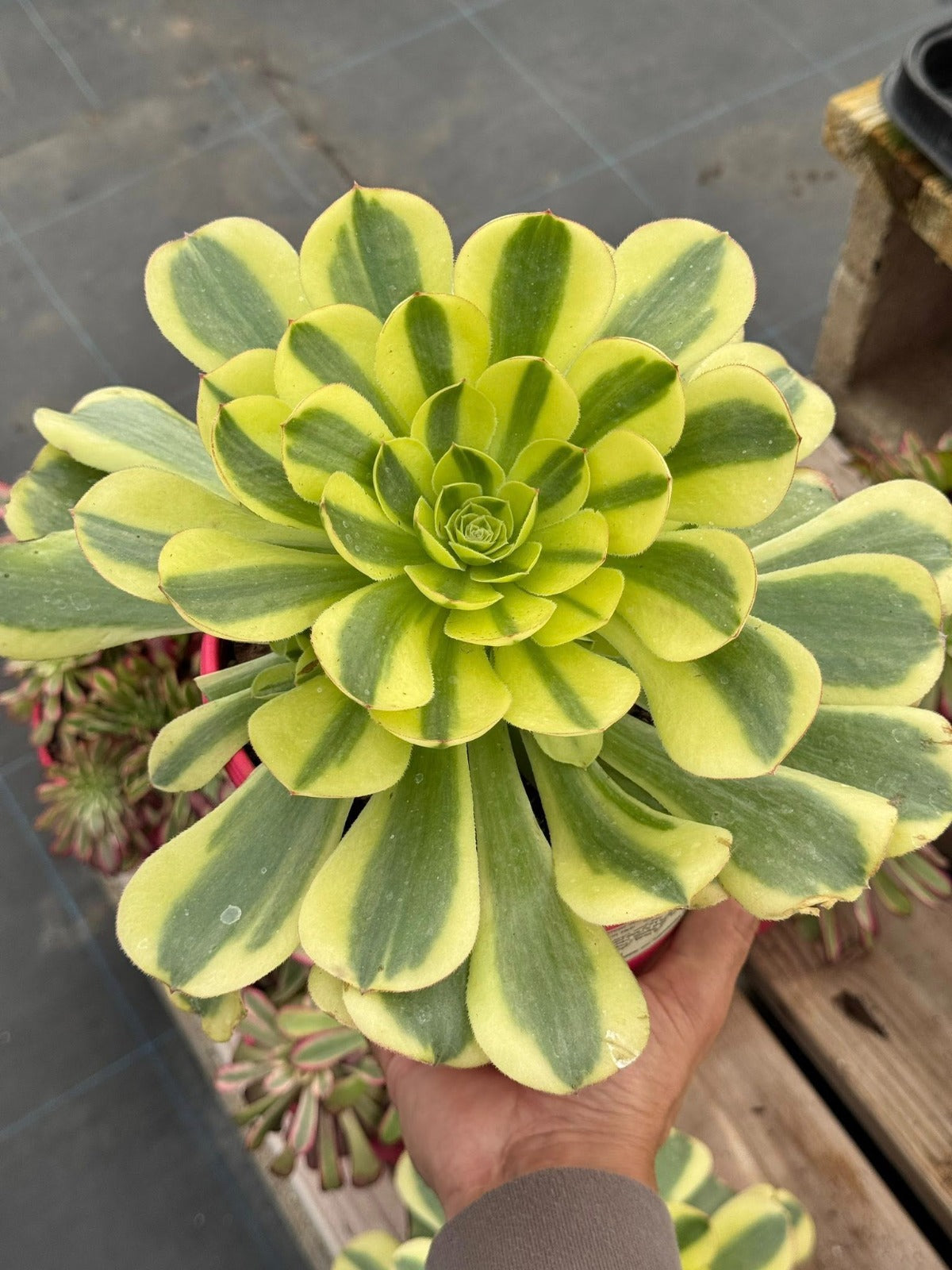 Aeonium green channel