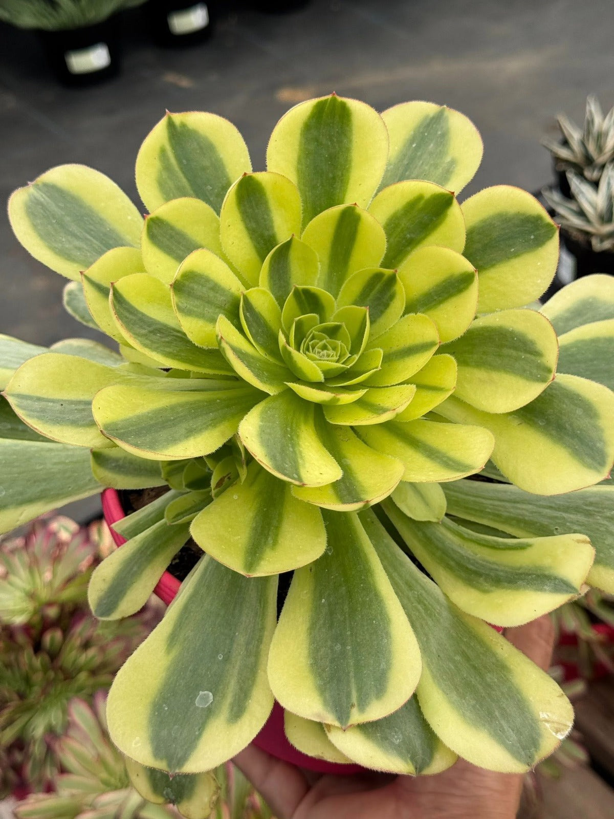 Aeonium green channel
