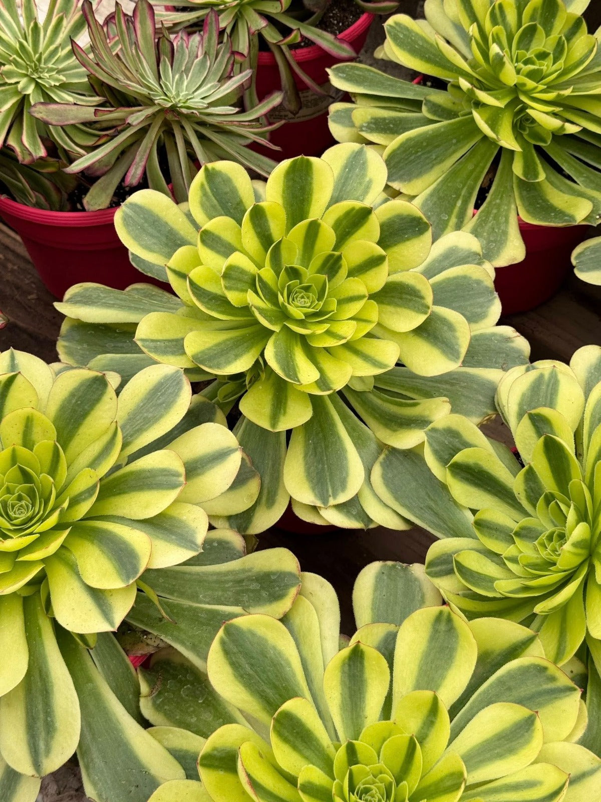 Aeonium green channel