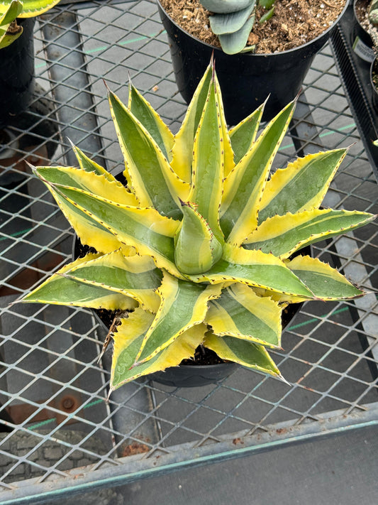 Agave cornelius starlight 8”