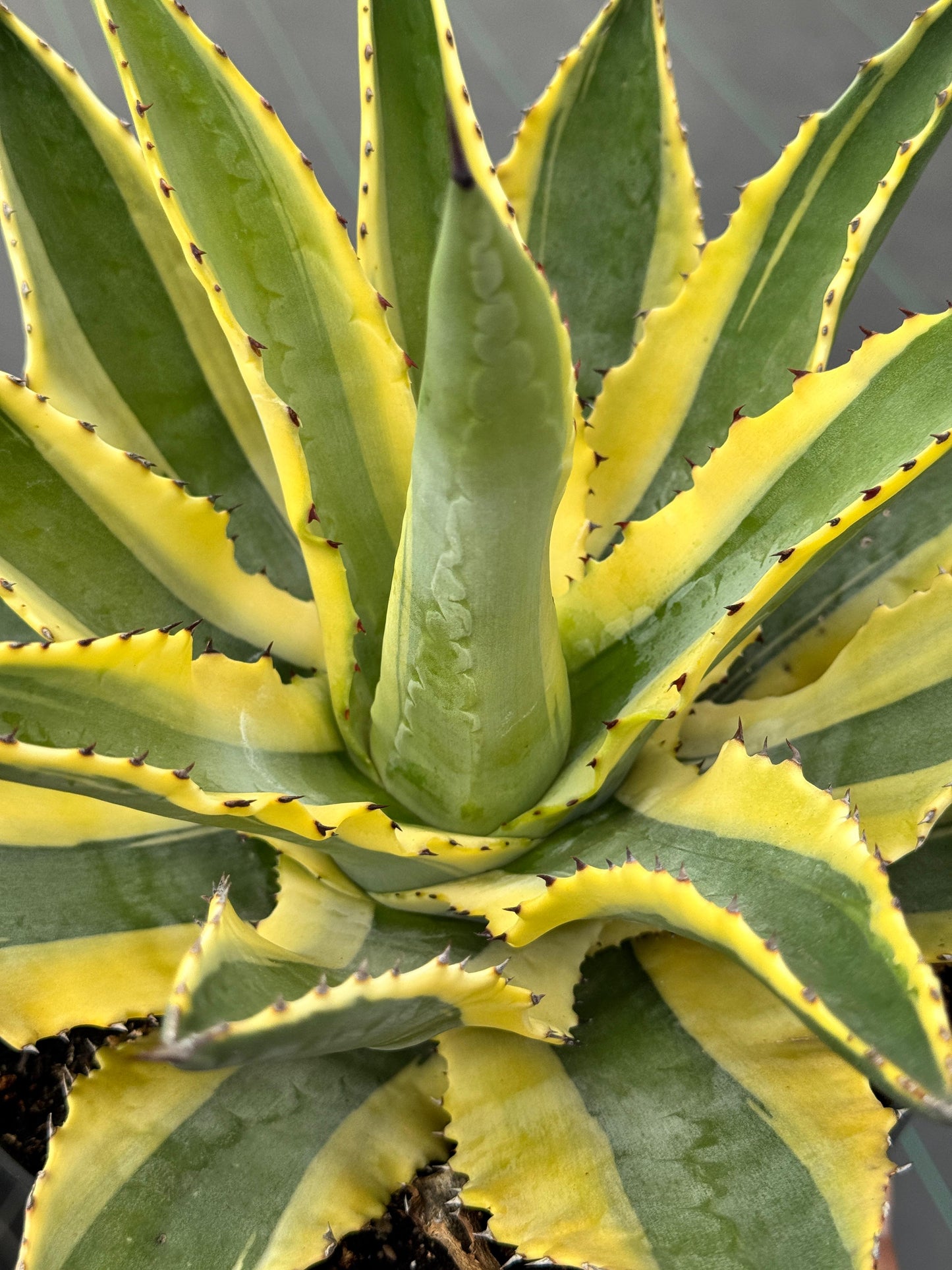 Agave cornelius starlight 8”