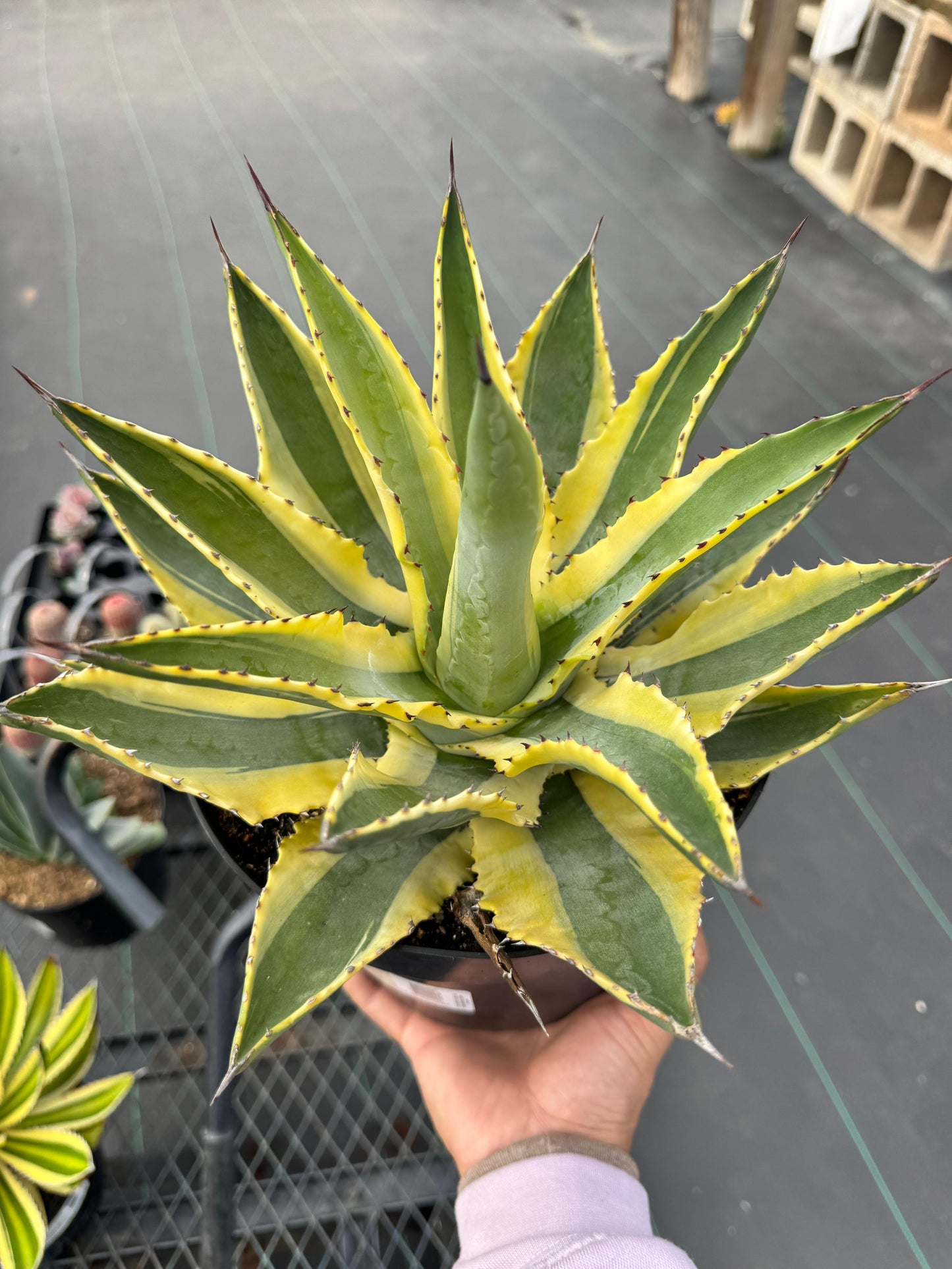 Agave cornelius starlight 8”