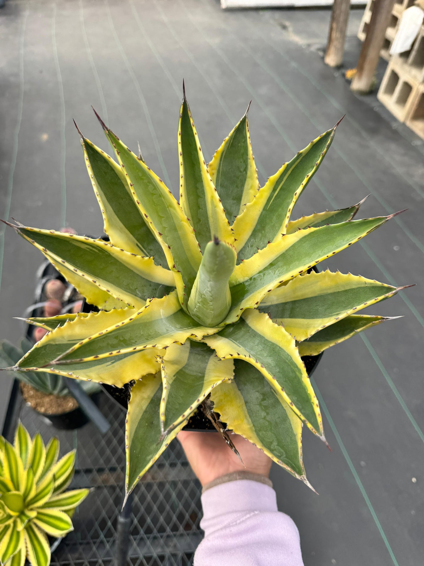 Agave cornelius starlight 8”