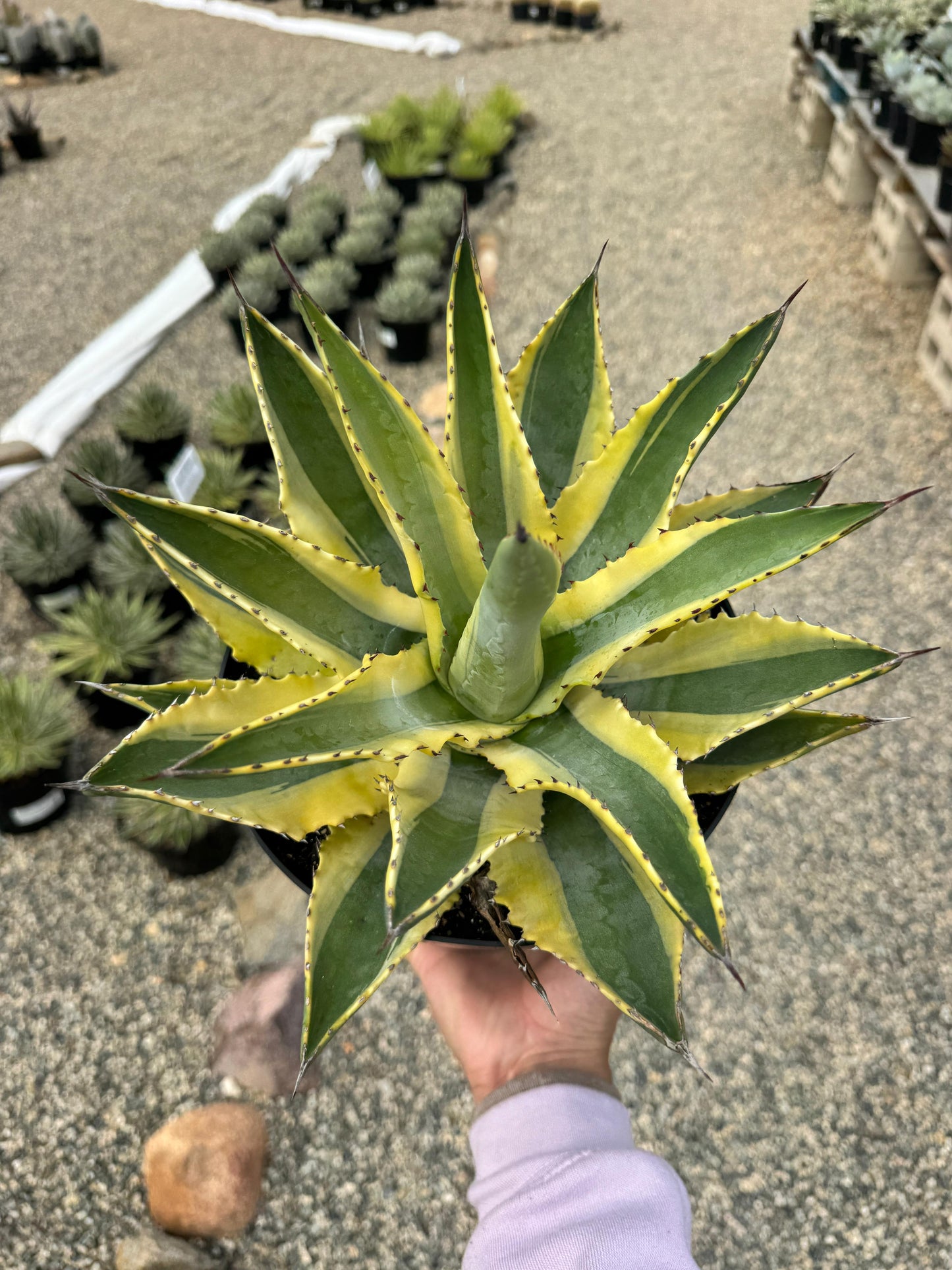 Agave cornelius starlight 8”