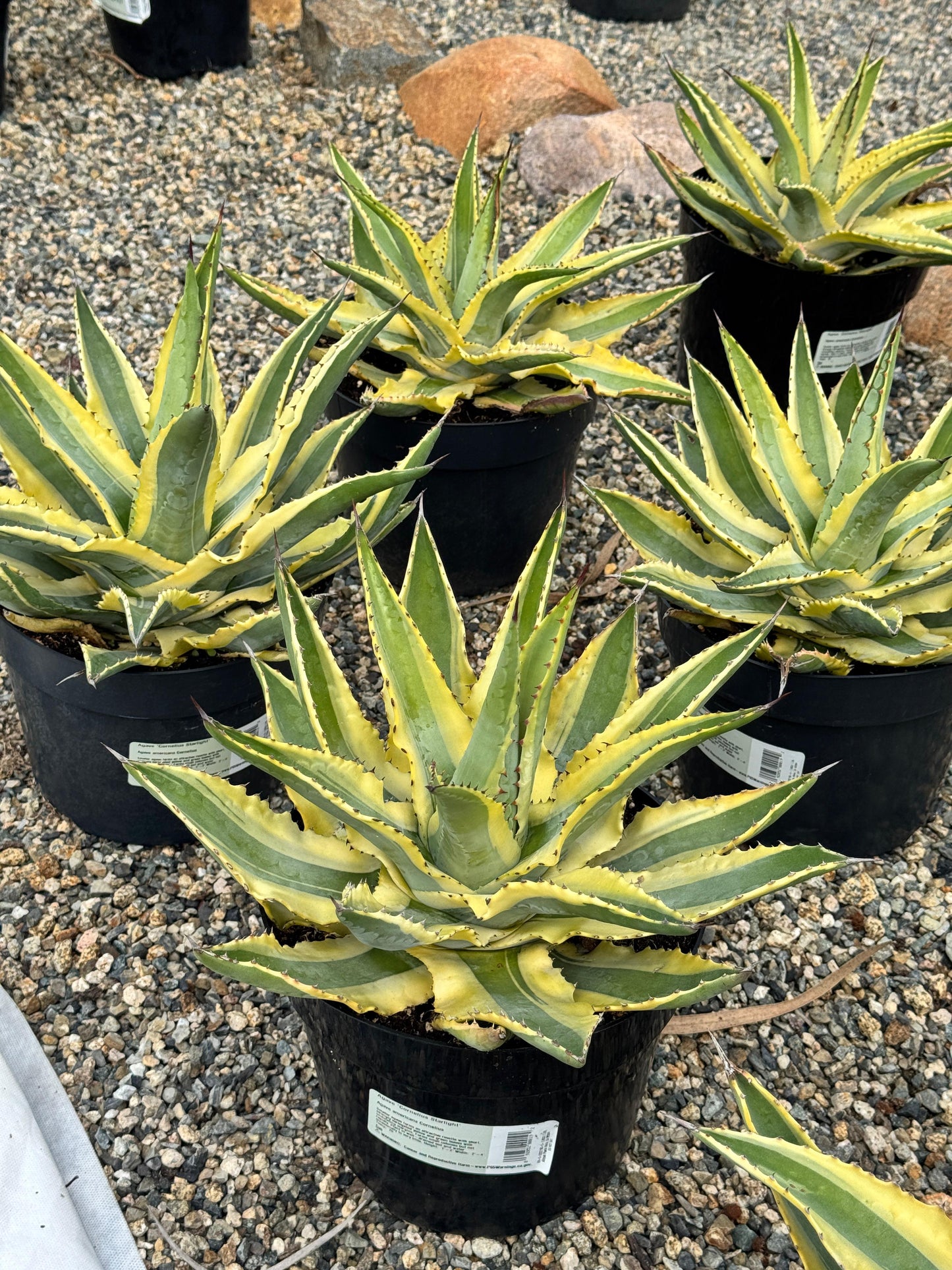 Agave cornelius starlight 8”