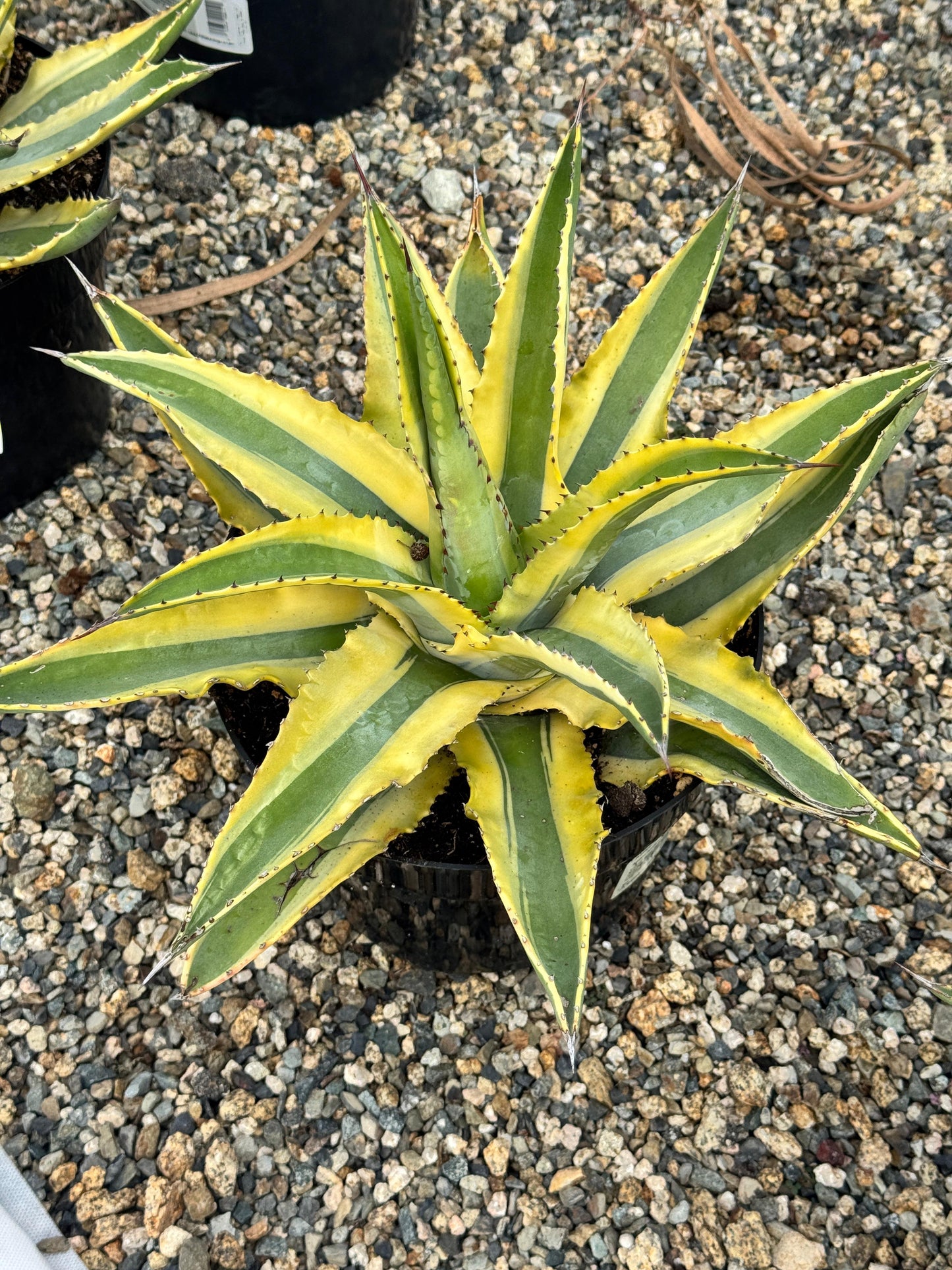 Agave cornelius starlight 8”