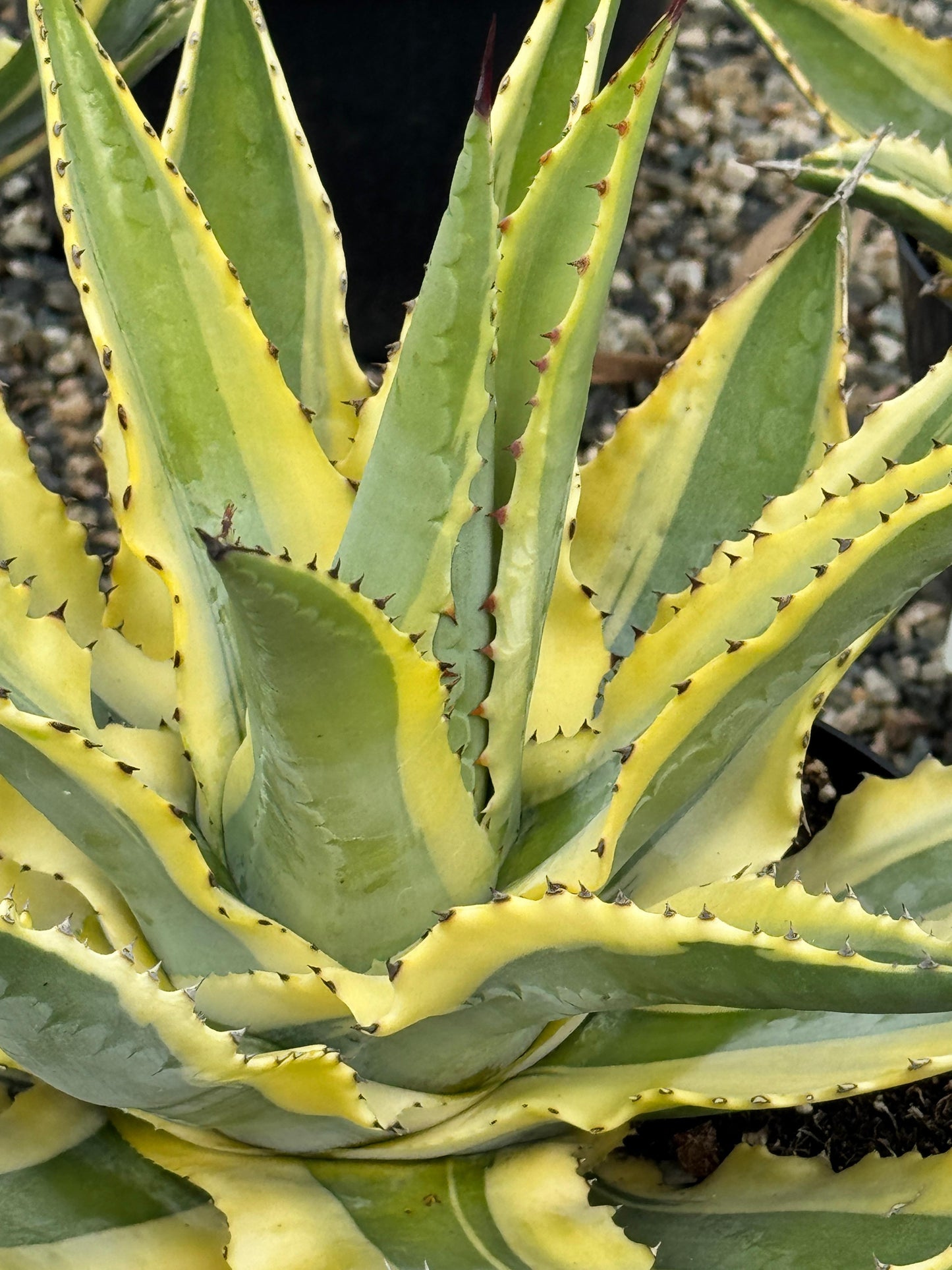 Agave cornelius starlight 8”