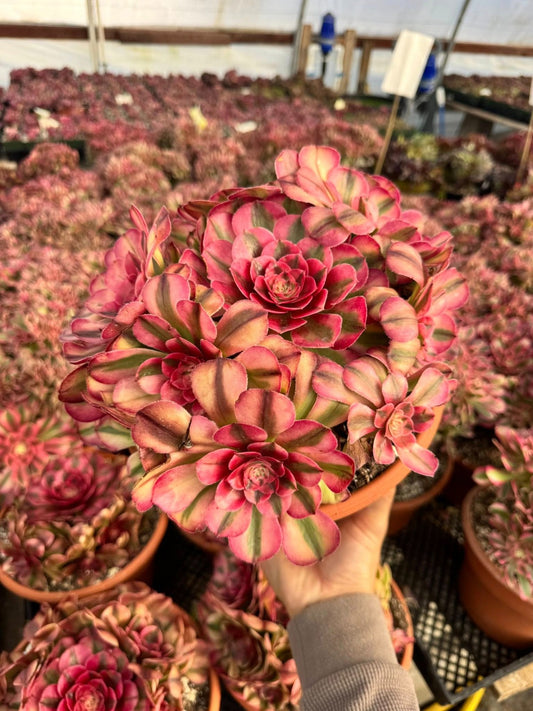 Aeonium pink rose