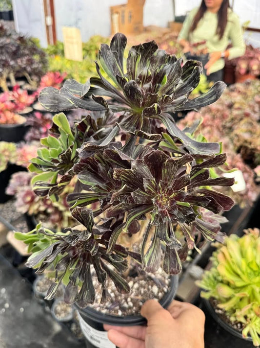 Aeonium bigbang x vodoo