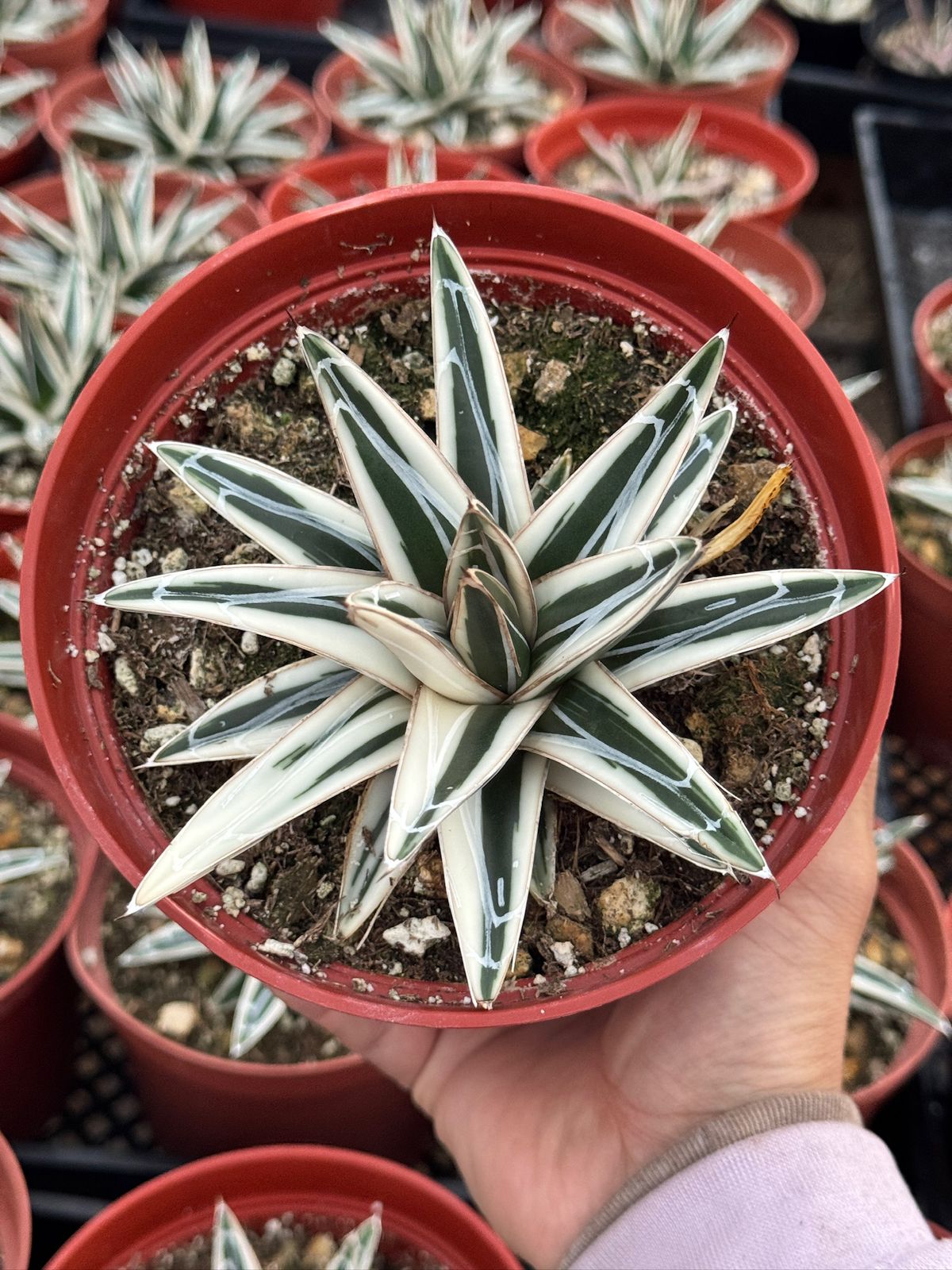 Agave Victoria reginae ‘white rhino’ 6”