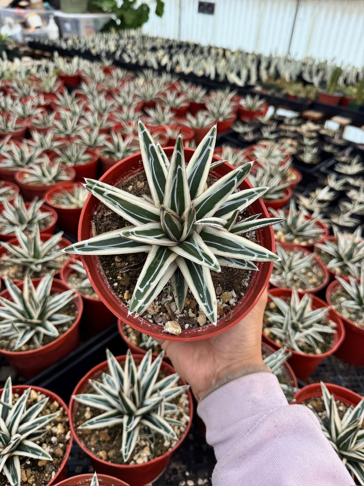 Agave Victoria reginae ‘white rhino’ 6”