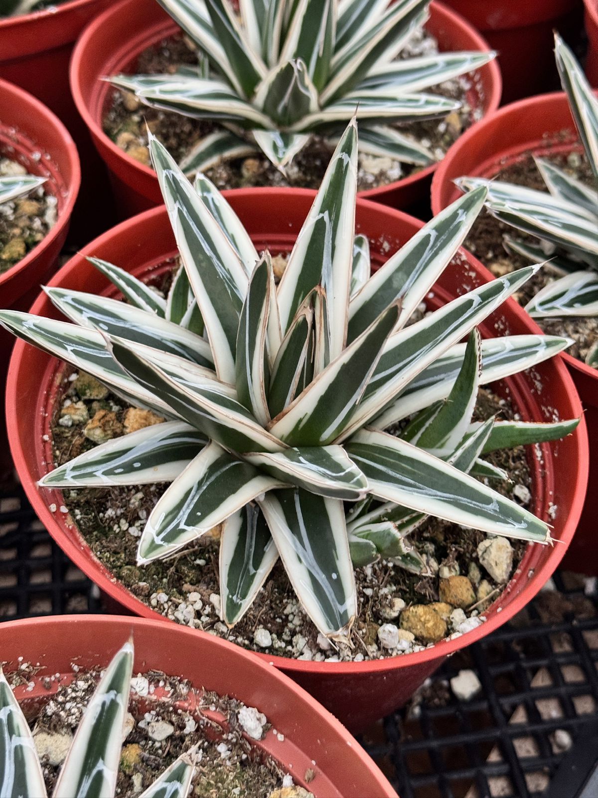 Agave Victoria reginae ‘white rhino’ 6”