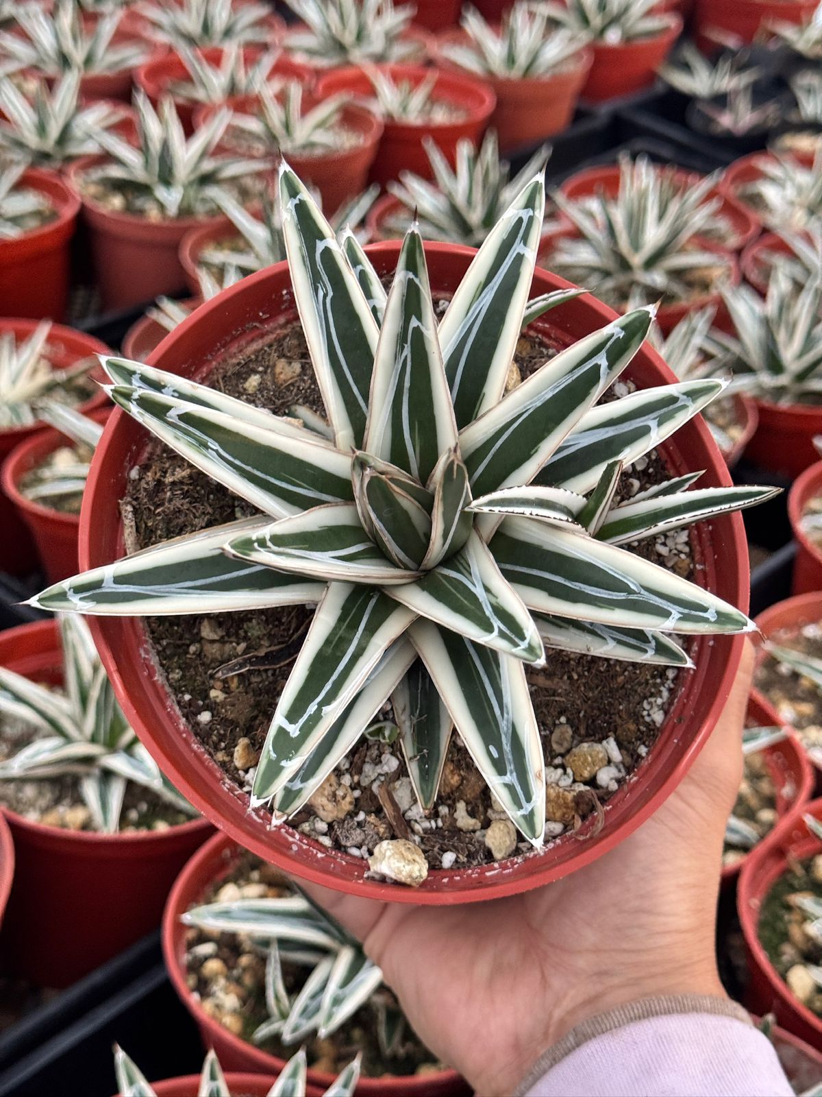 Agave Victoria reginae ‘white rhino’ 6”