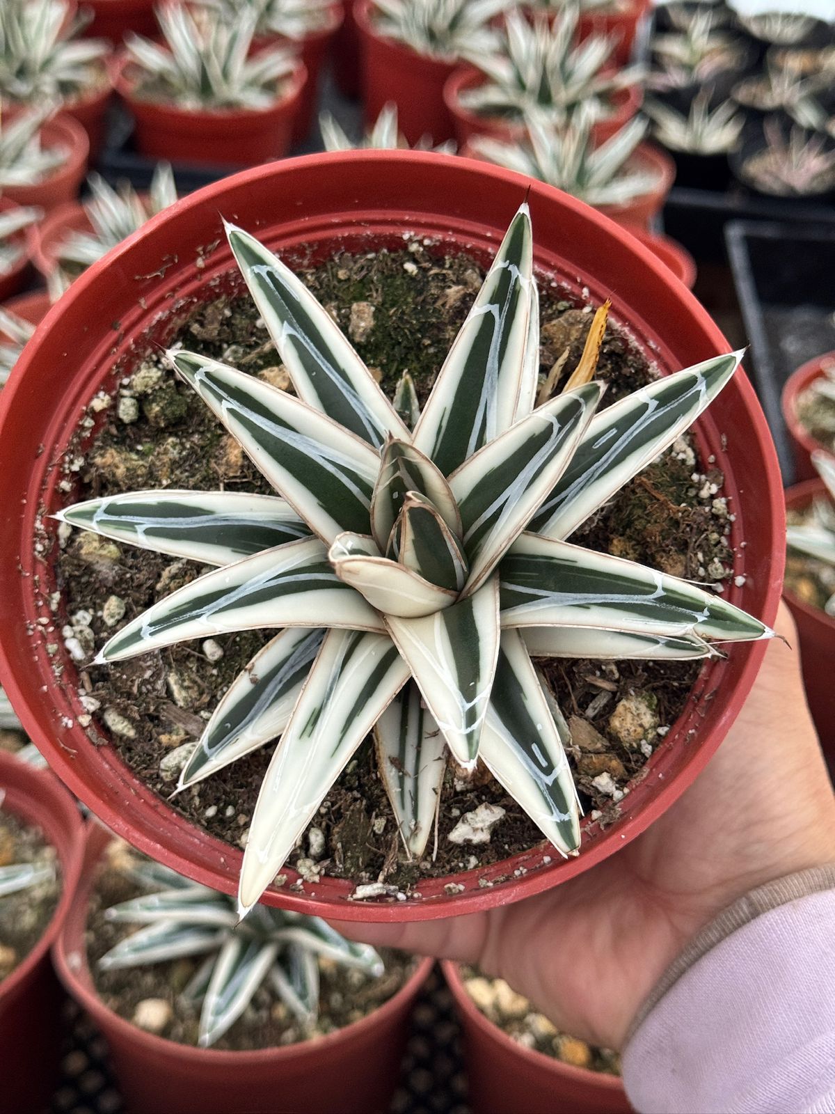 Agave Victoria reginae ‘white rhino’ 6”