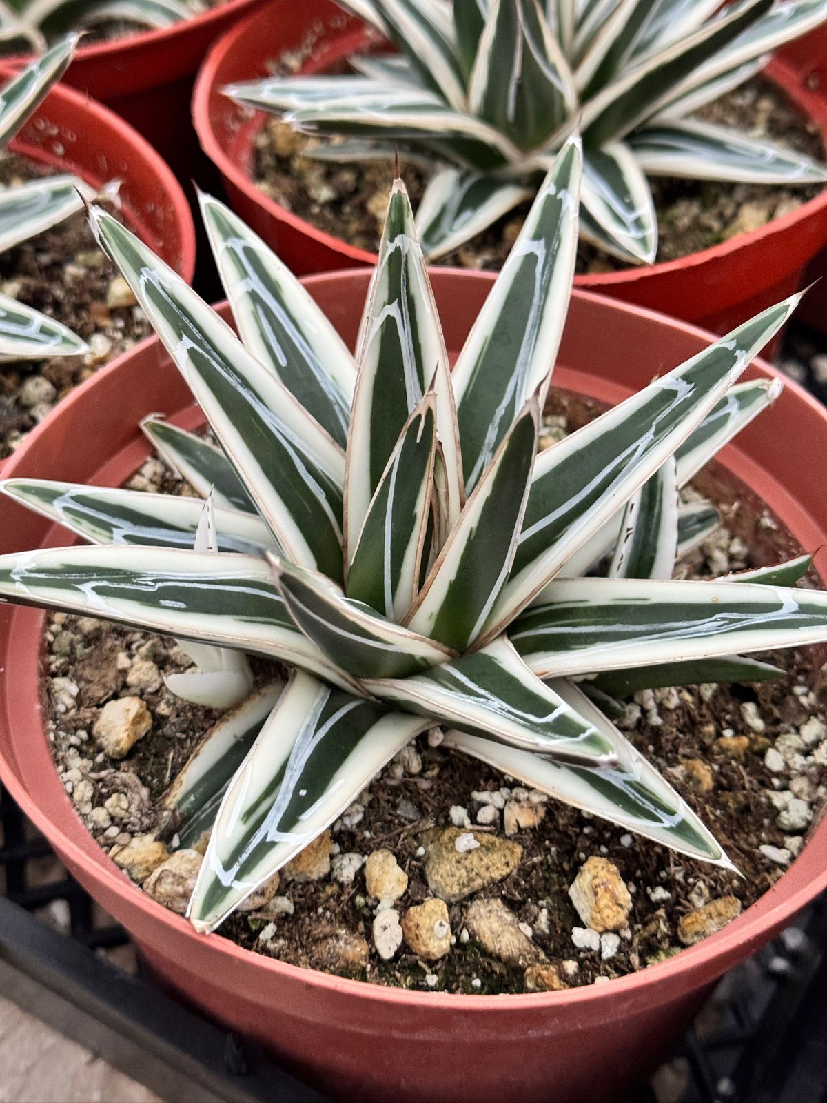 Agave Victoria reginae ‘white rhino’ 6”