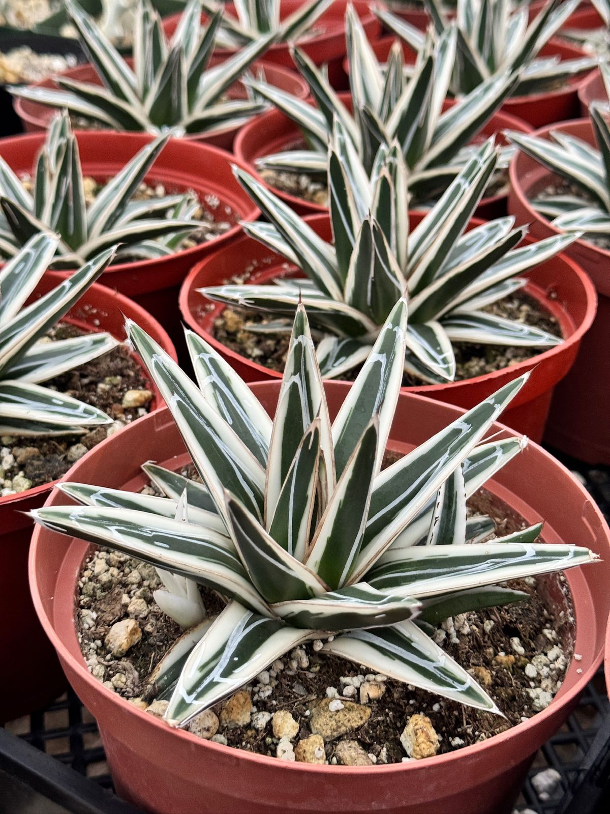 Agave Victoria reginae ‘white rhino’ 6”