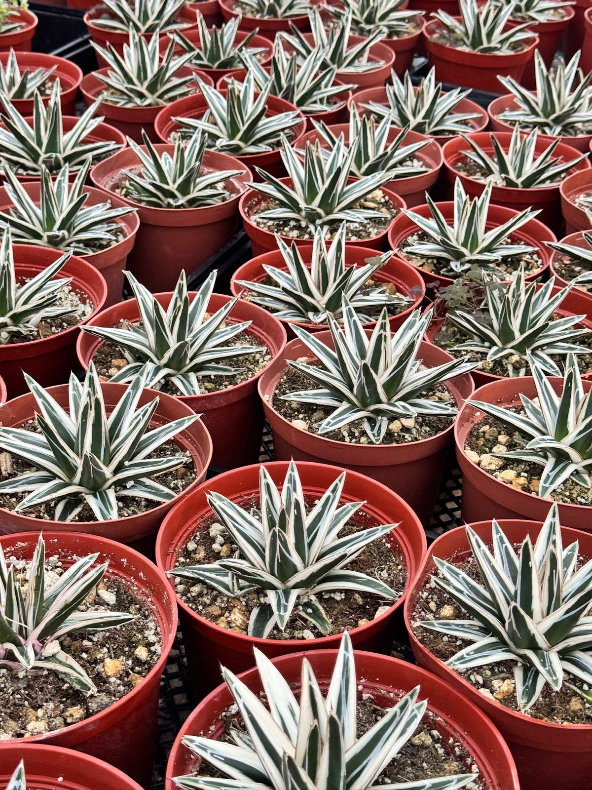 Agave Victoria reginae ‘white rhino’ 6”