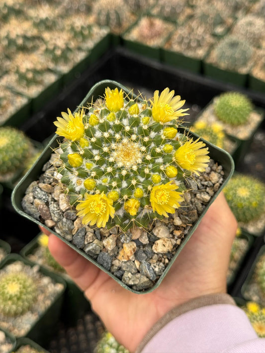 Mammillaria marksiana 4”