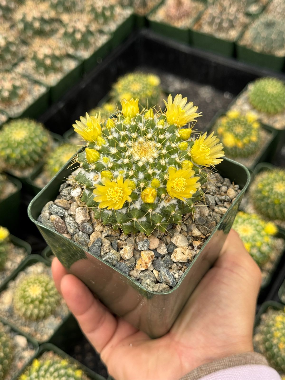 Mammillaria marksiana 4”