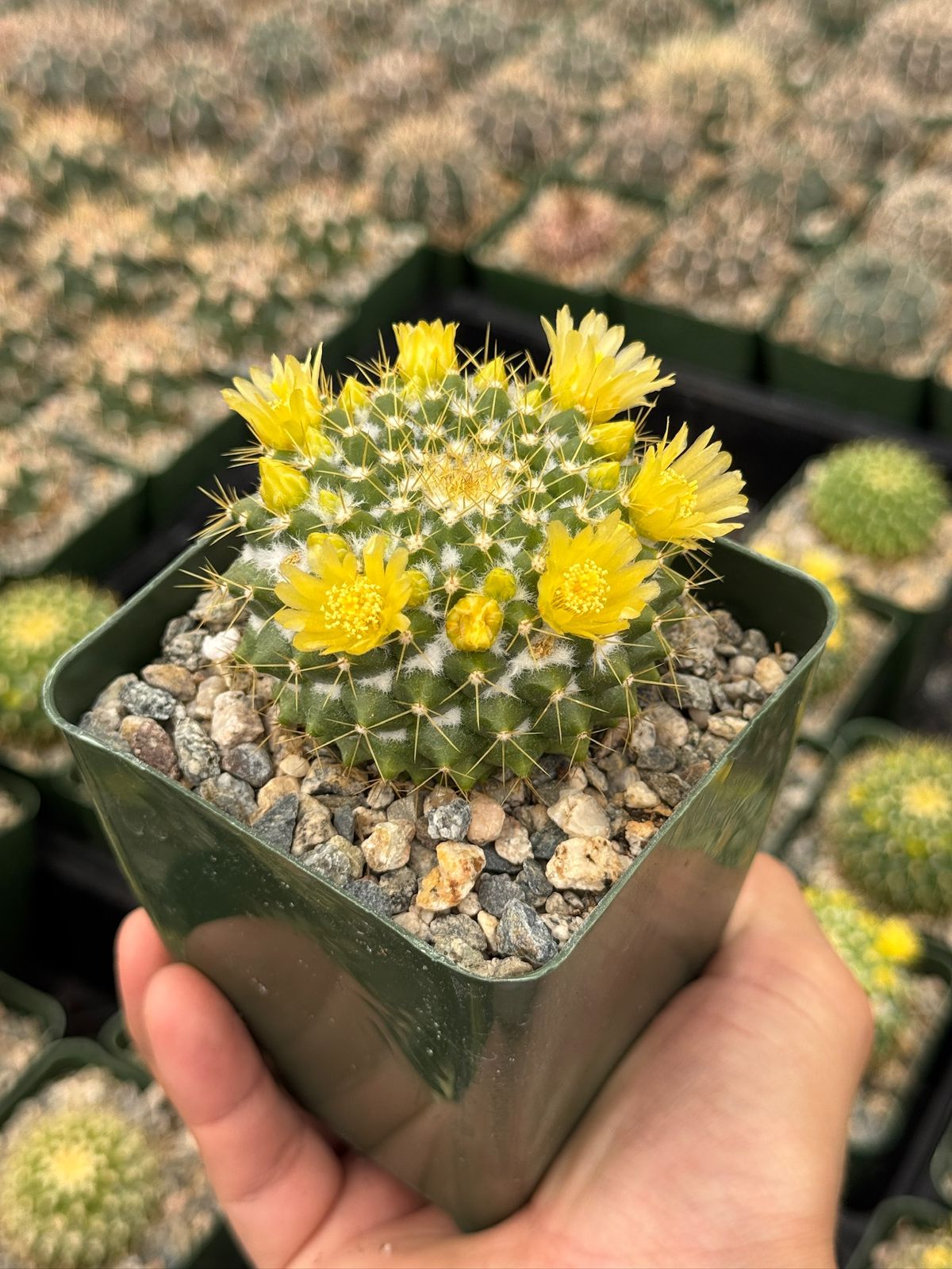 Mammillaria marksiana 4”