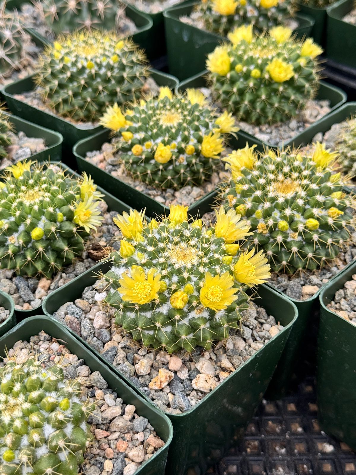 Mammillaria marksiana 4”