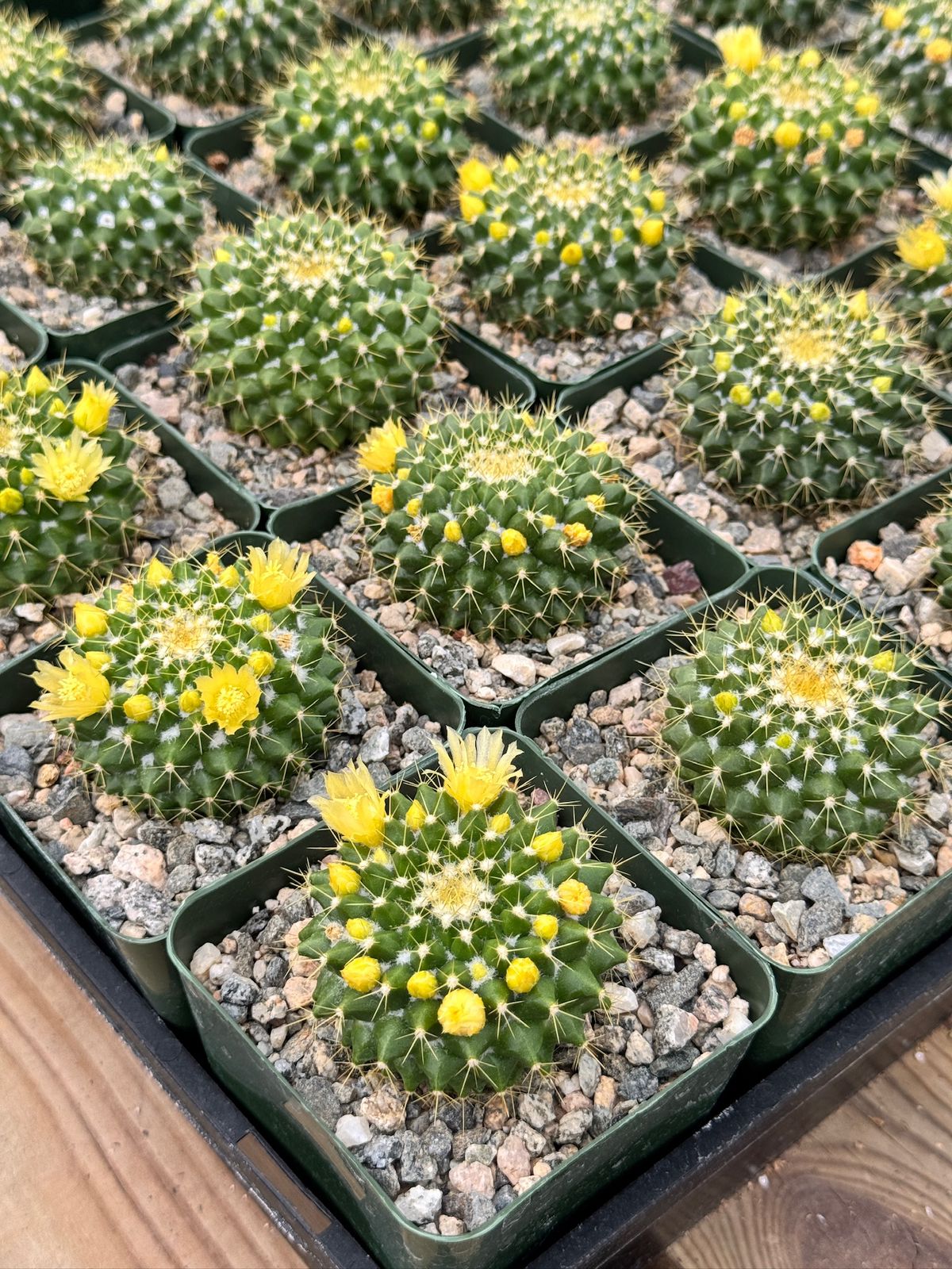 Mammillaria marksiana 4”