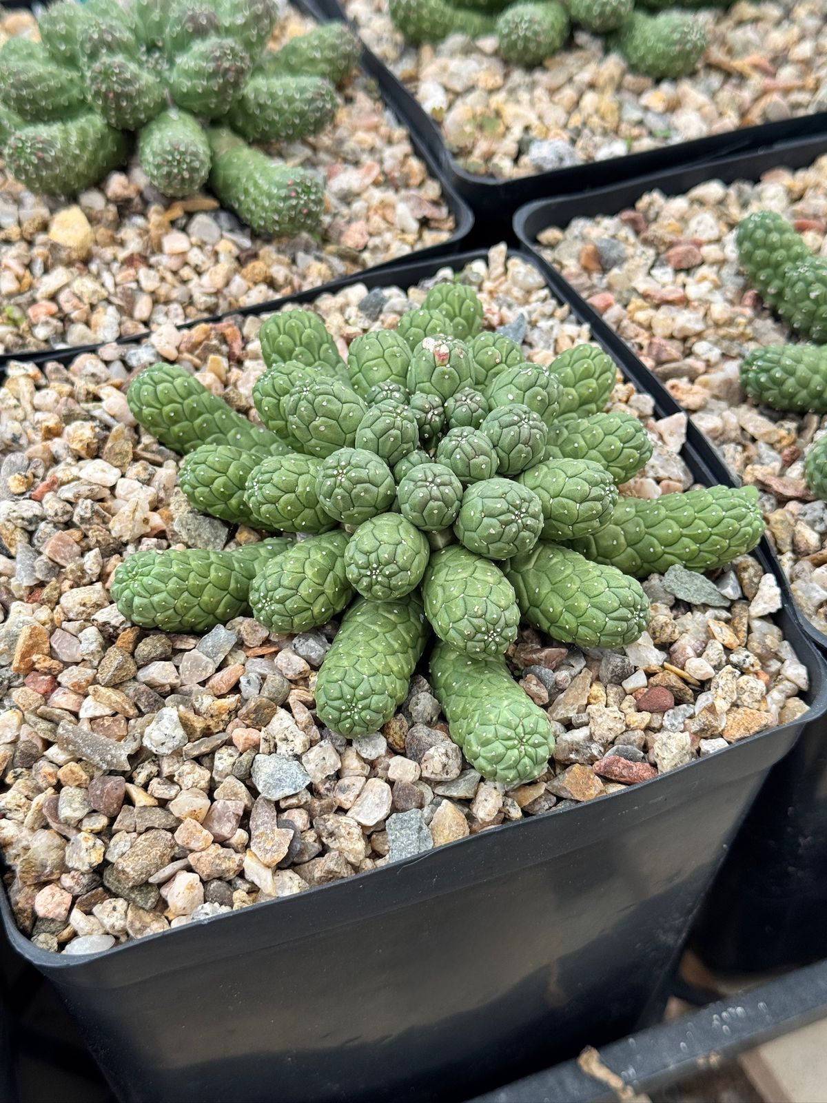 Euphorbia esculenta