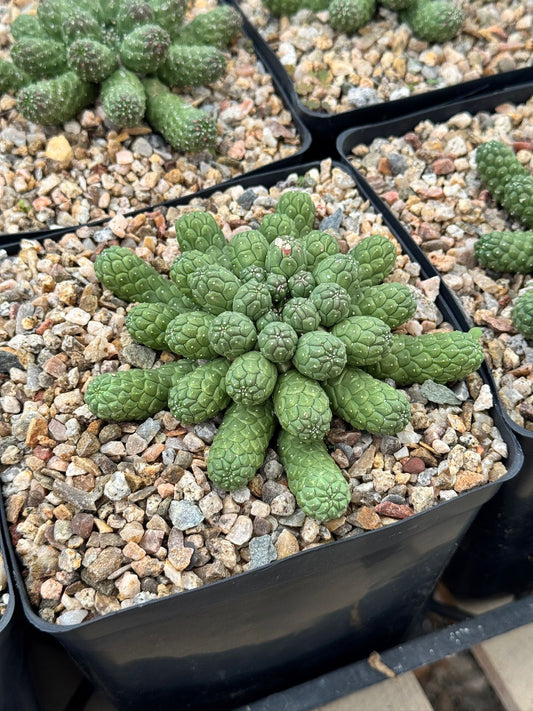 Euphorbia esculenta