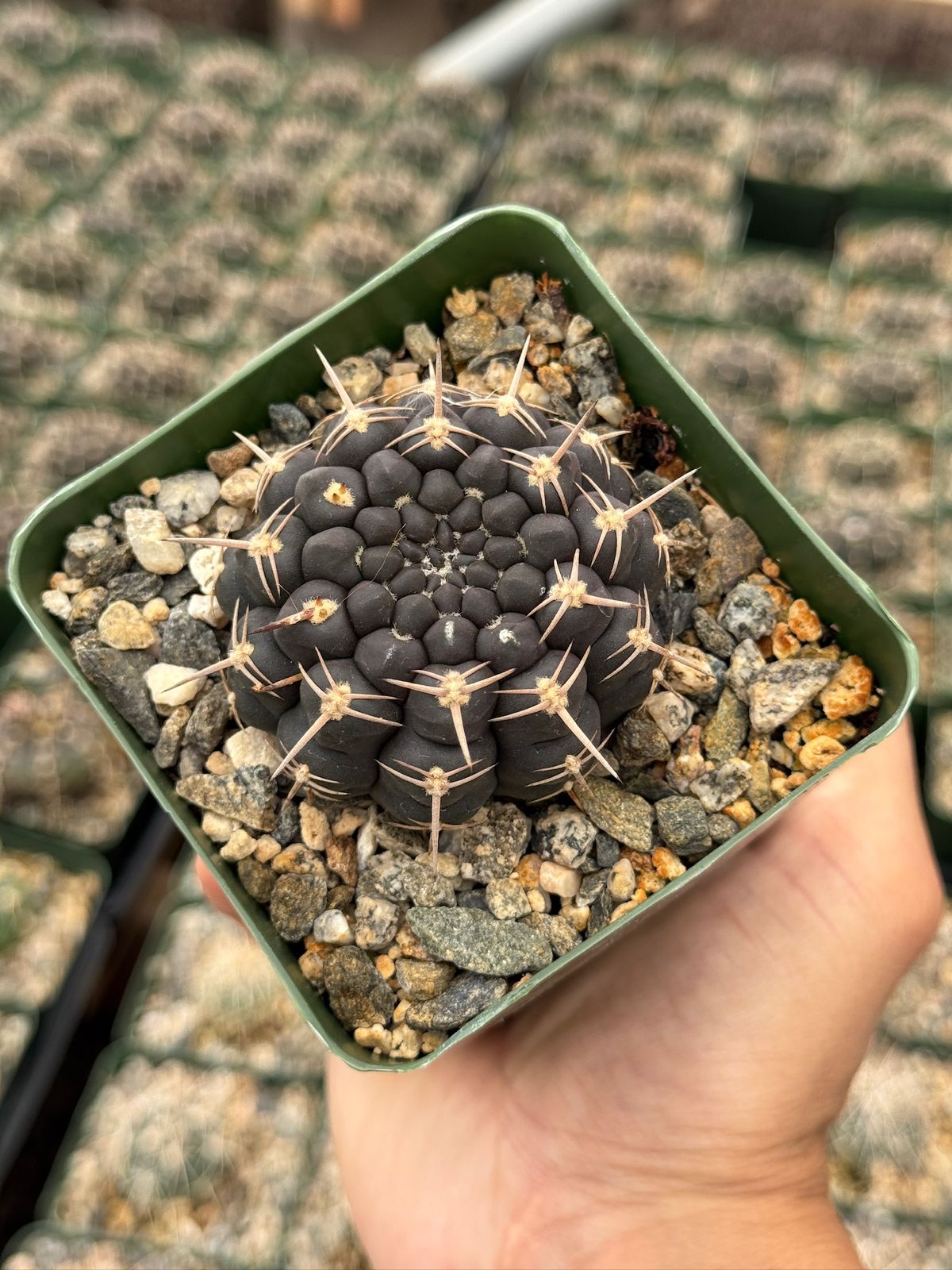 Gymnocalycium schroederianum
