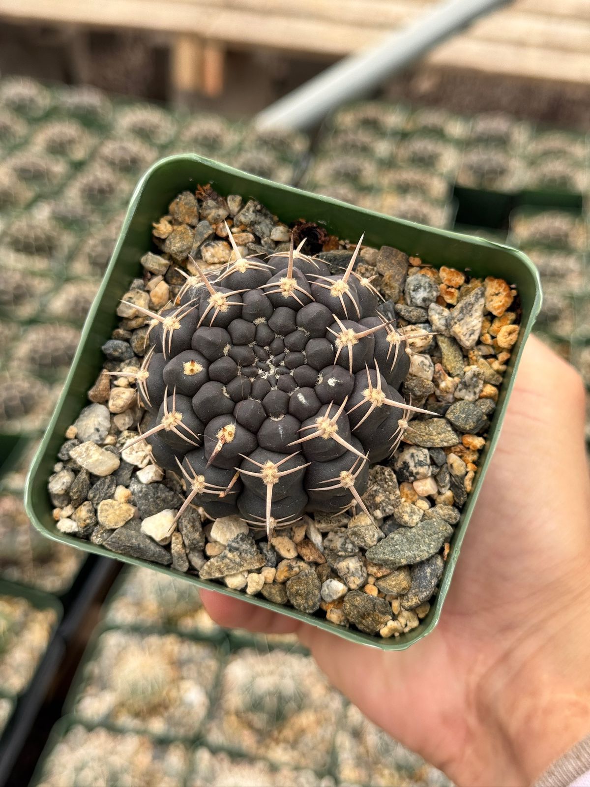 Gymnocalycium schroederianum