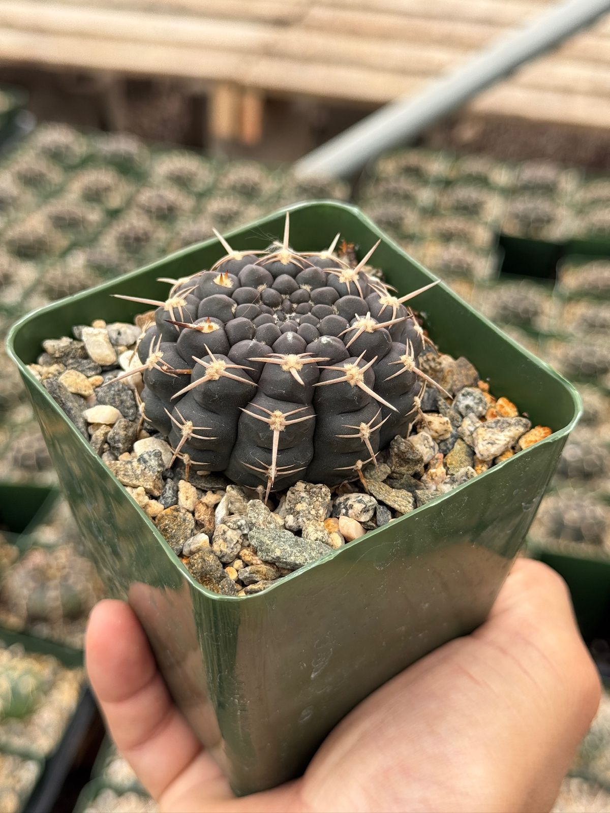 Gymnocalycium schroederianum