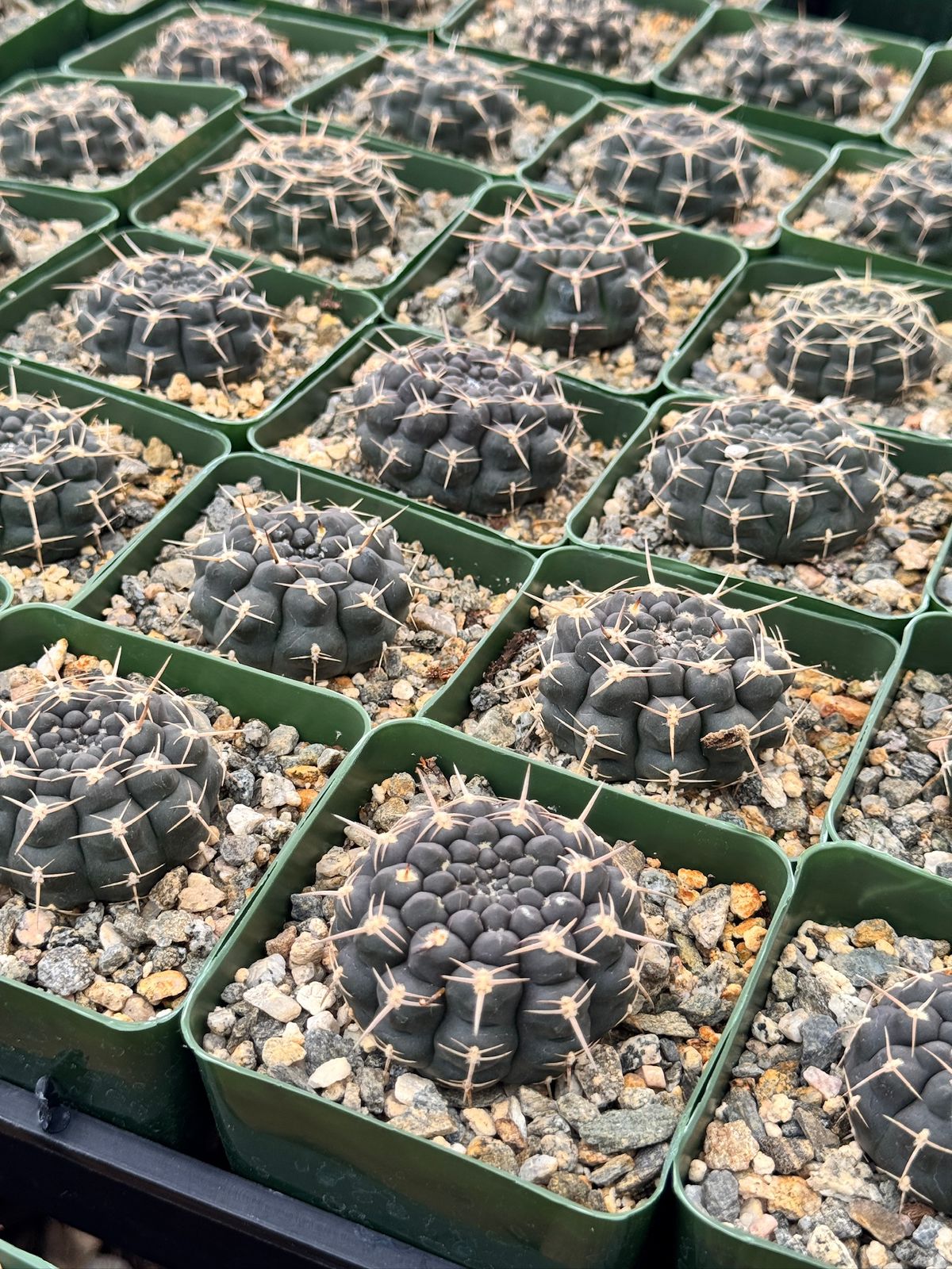 Gymnocalycium schroederianum