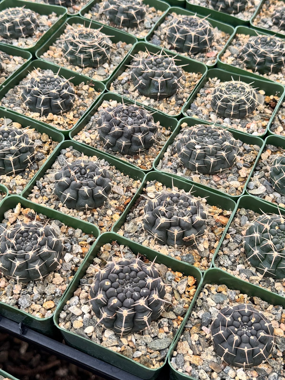Gymnocalycium schroederianum