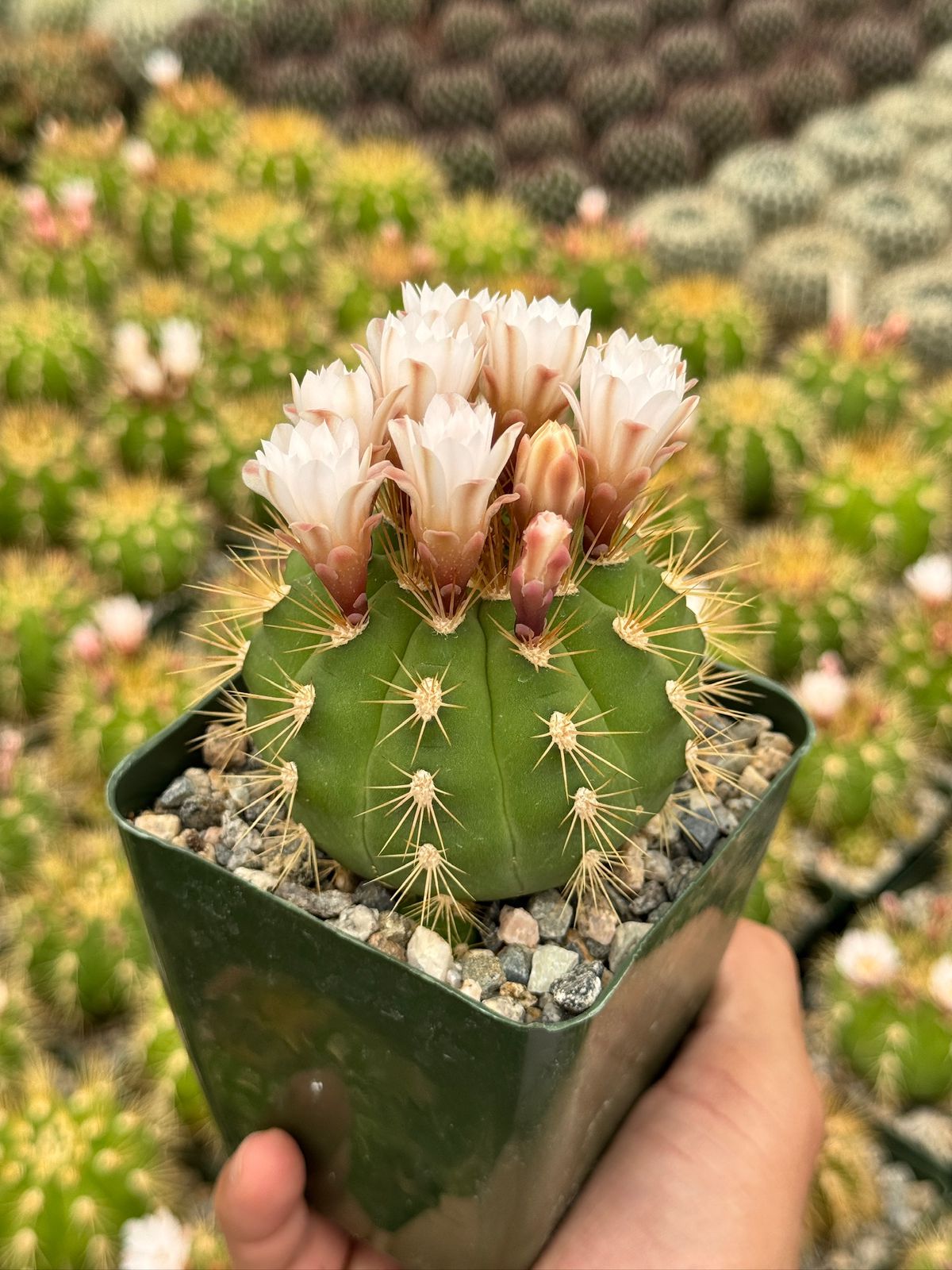 Gymnocalycium chacoense