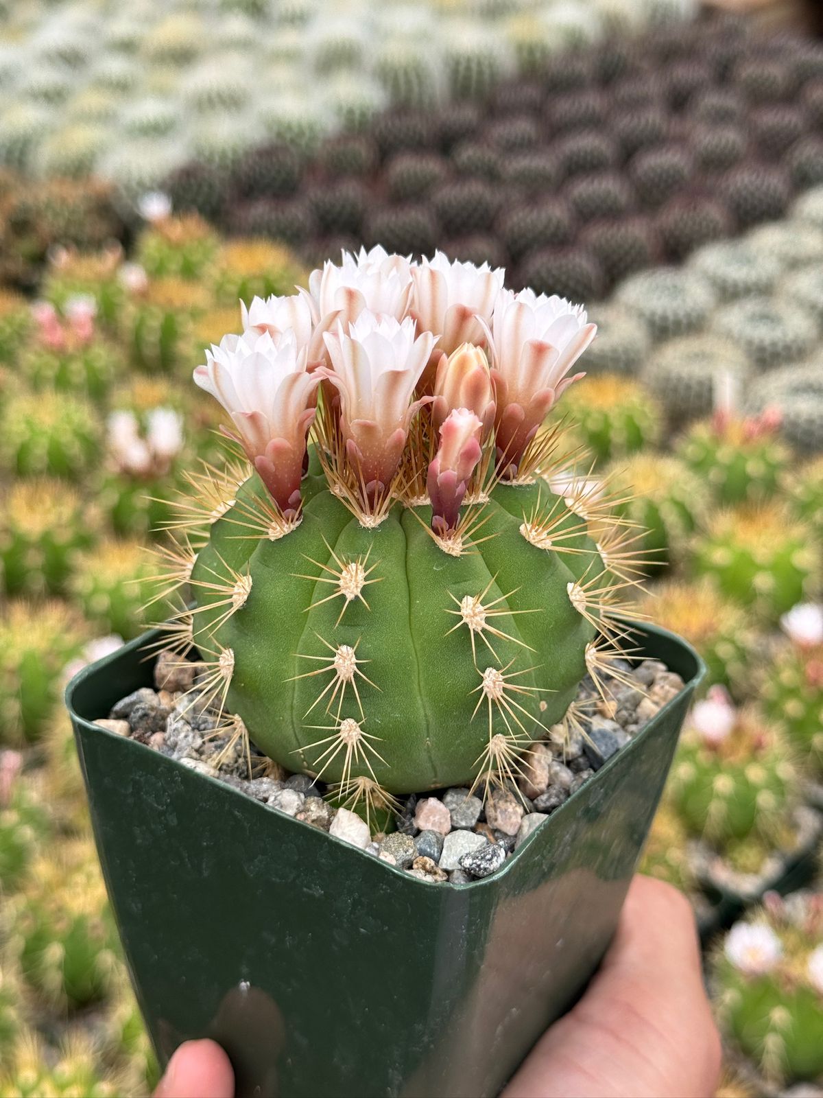 Gymnocalycium chacoense
