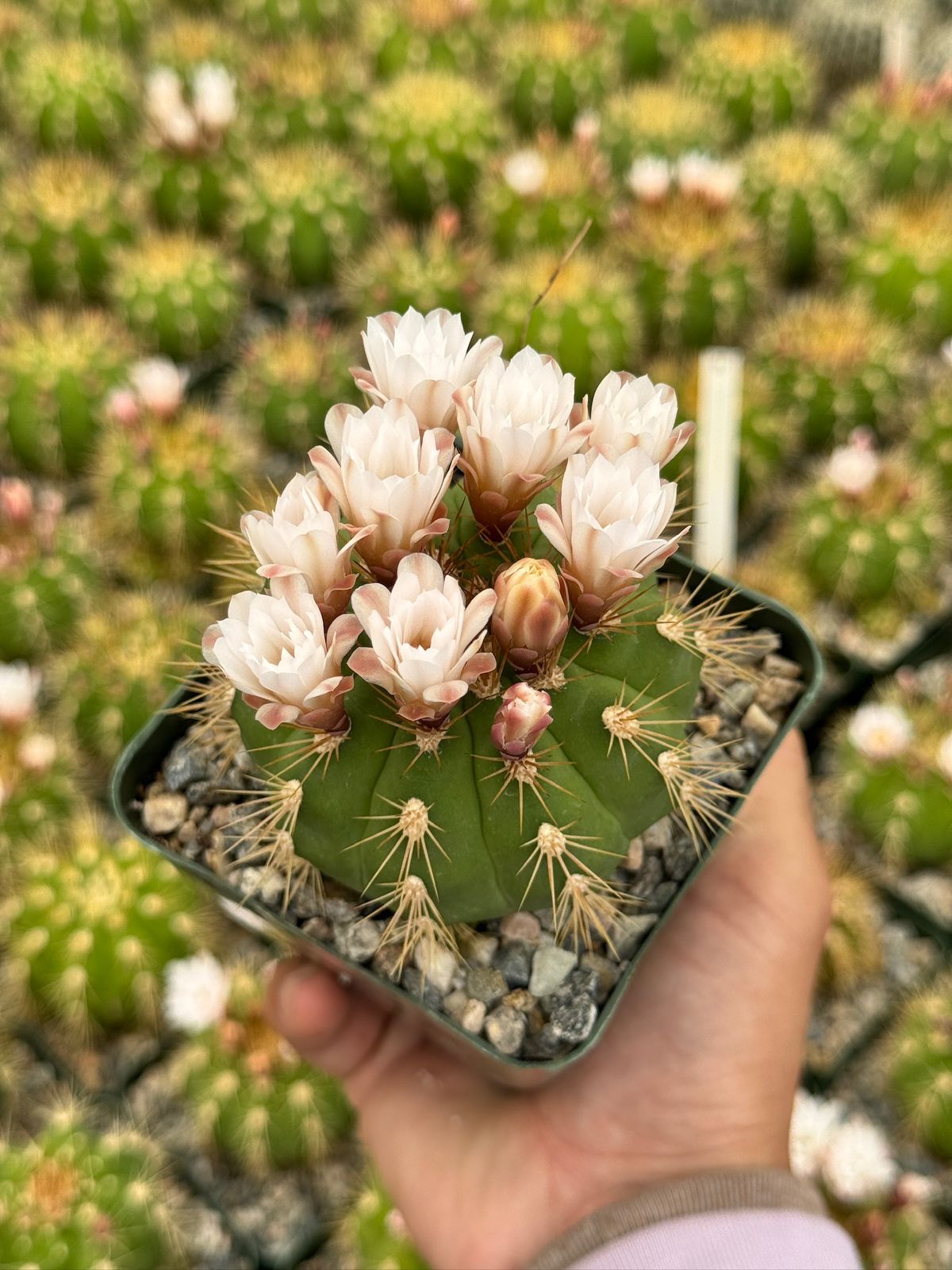 Gymnocalycium chacoense