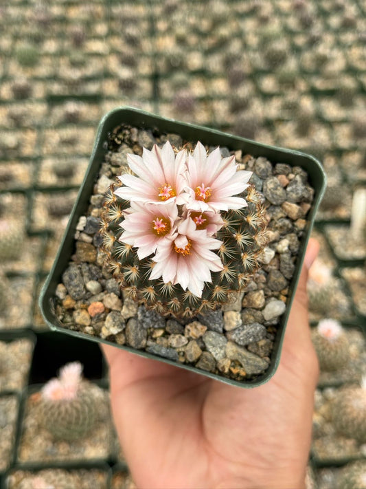 Gymnocactus ysabelae