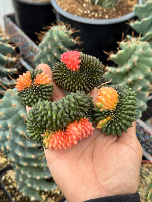 Gymnocalycium inermis variegada