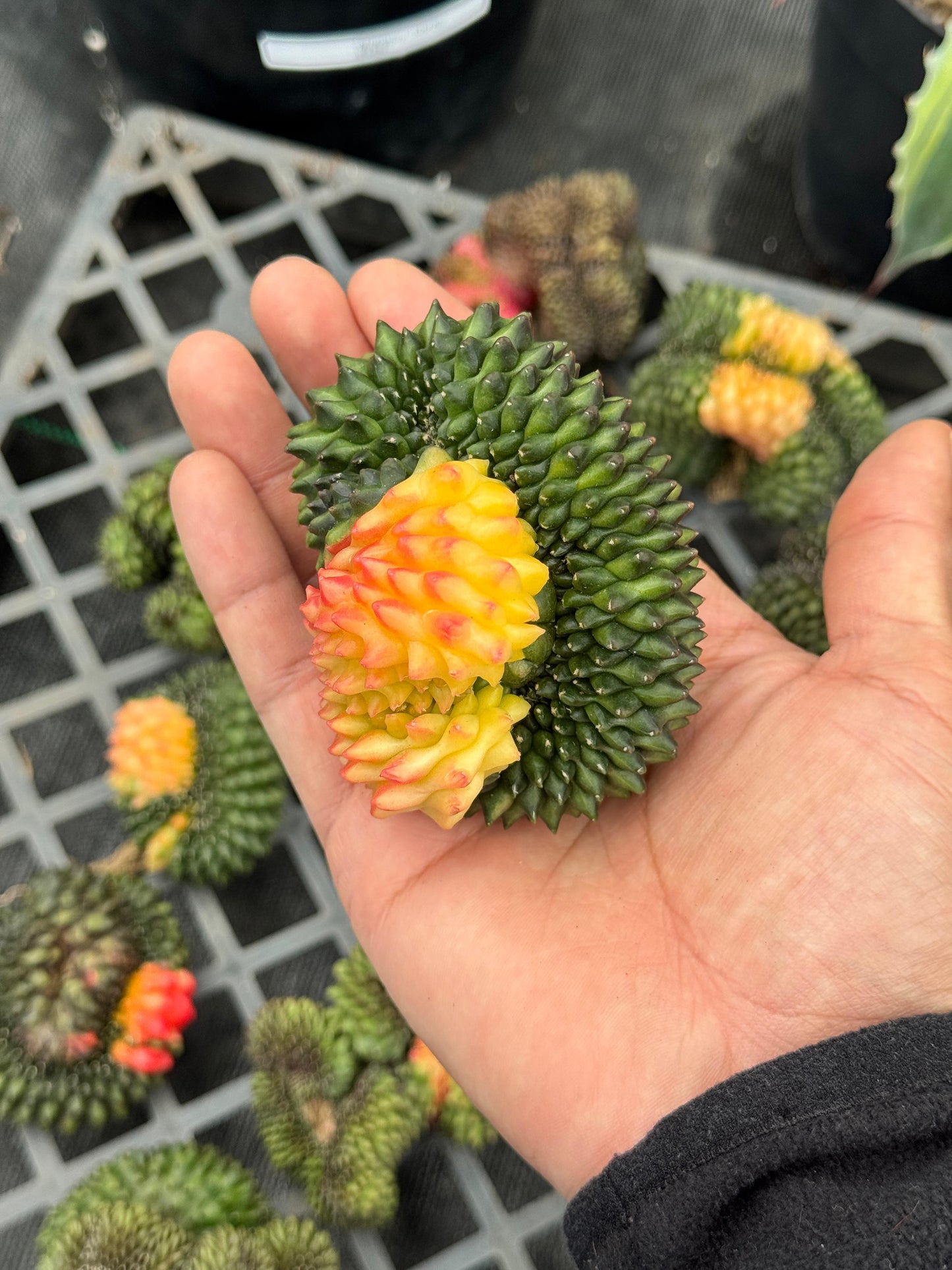 Gymnocalycium inermis variegada