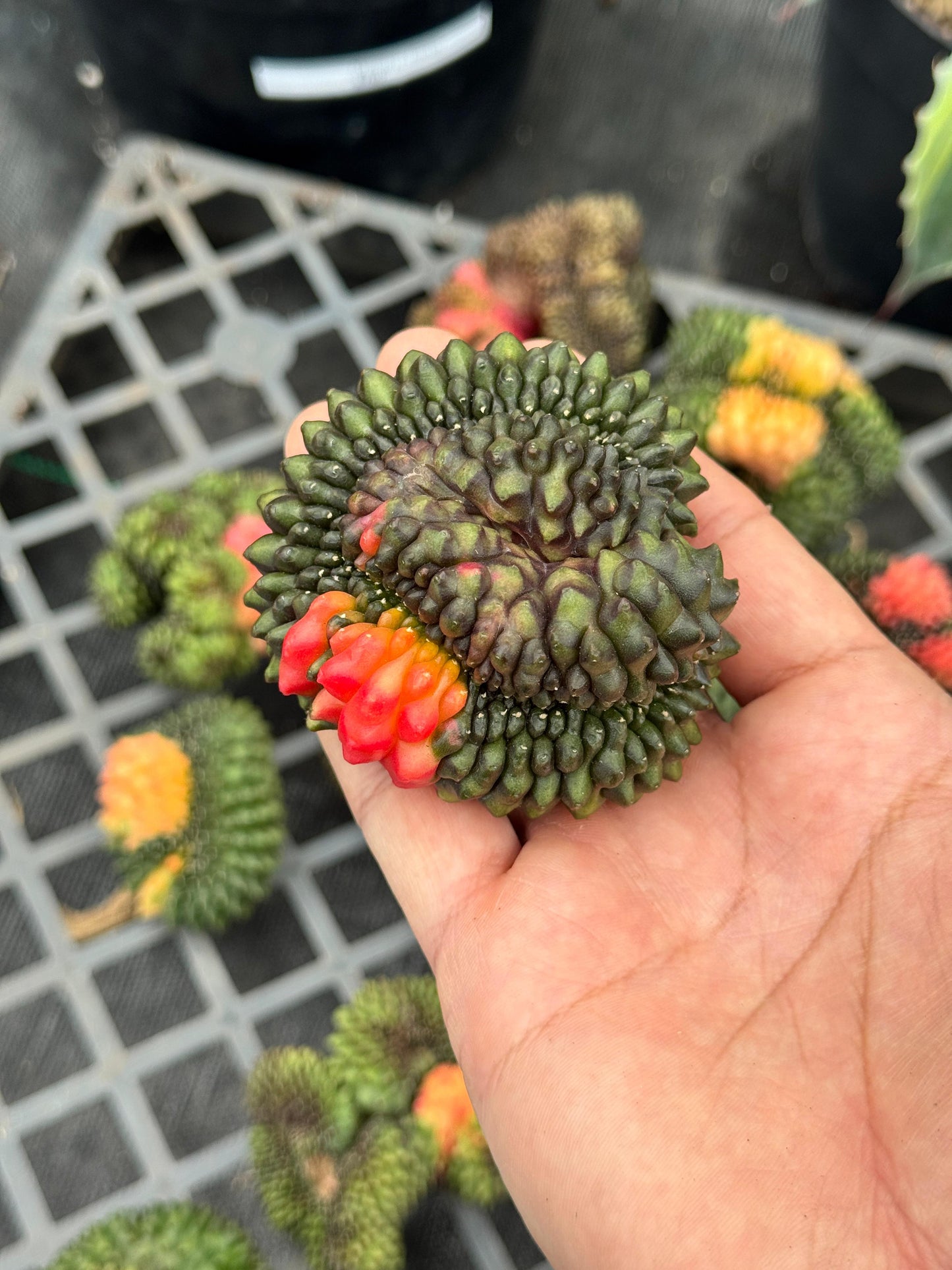 Gymnocalycium inermis variegada