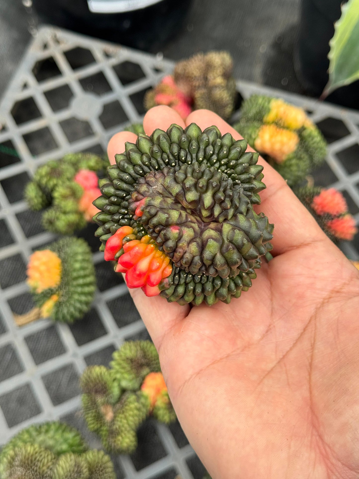 Gymnocalycium inermis variegada
