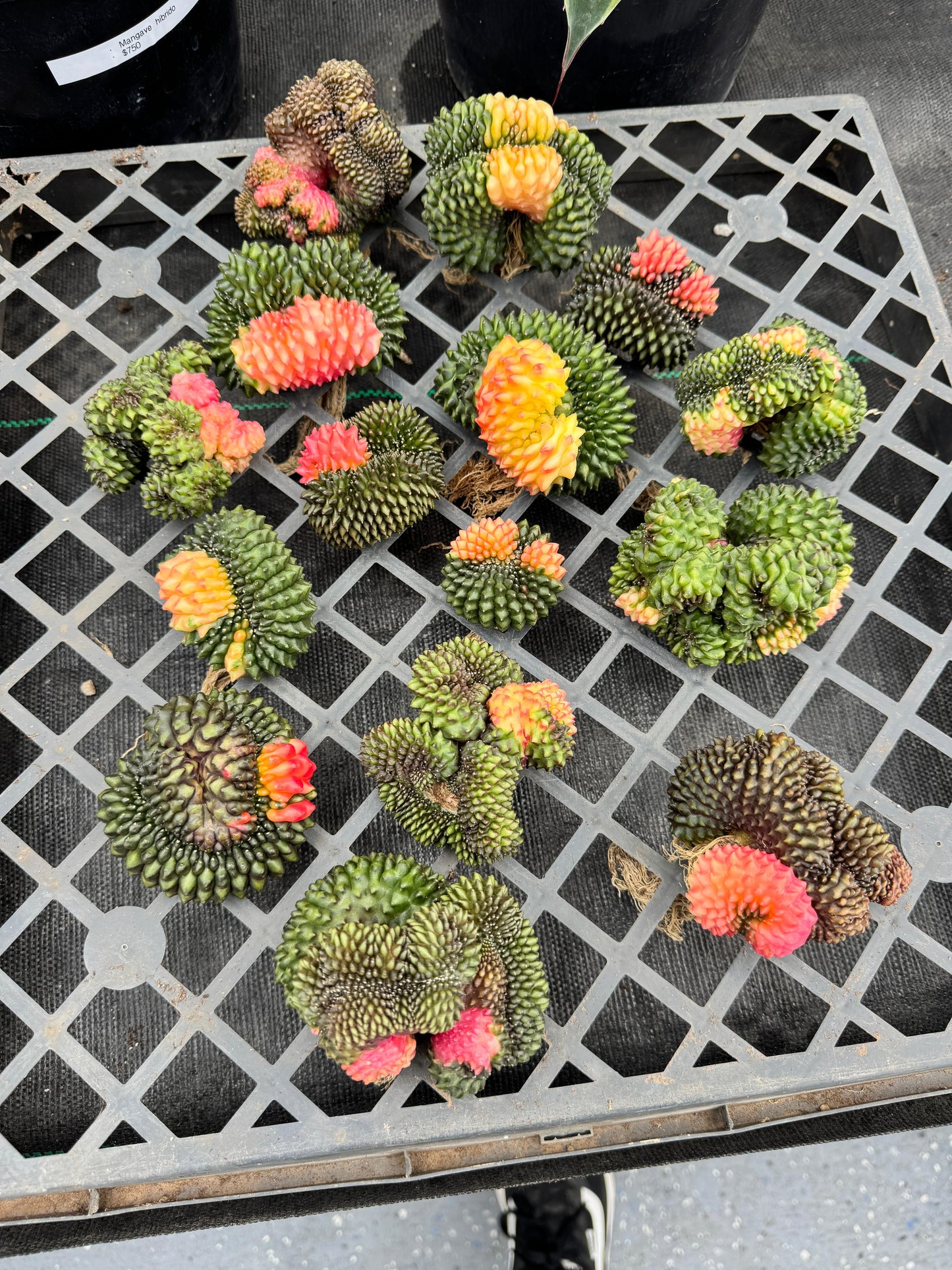 Gymnocalycium inermis variegada