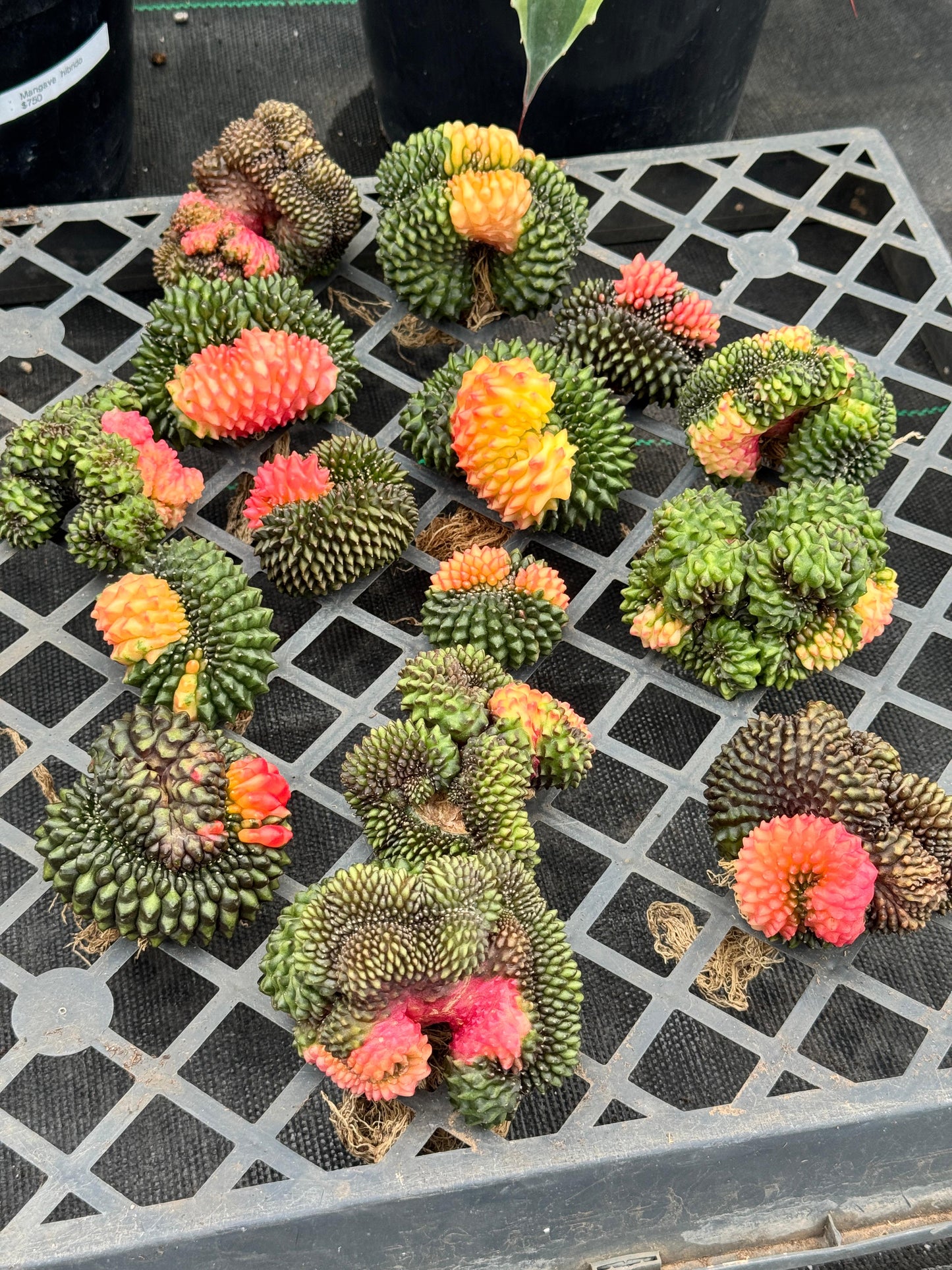 Gymnocalycium inermis variegada