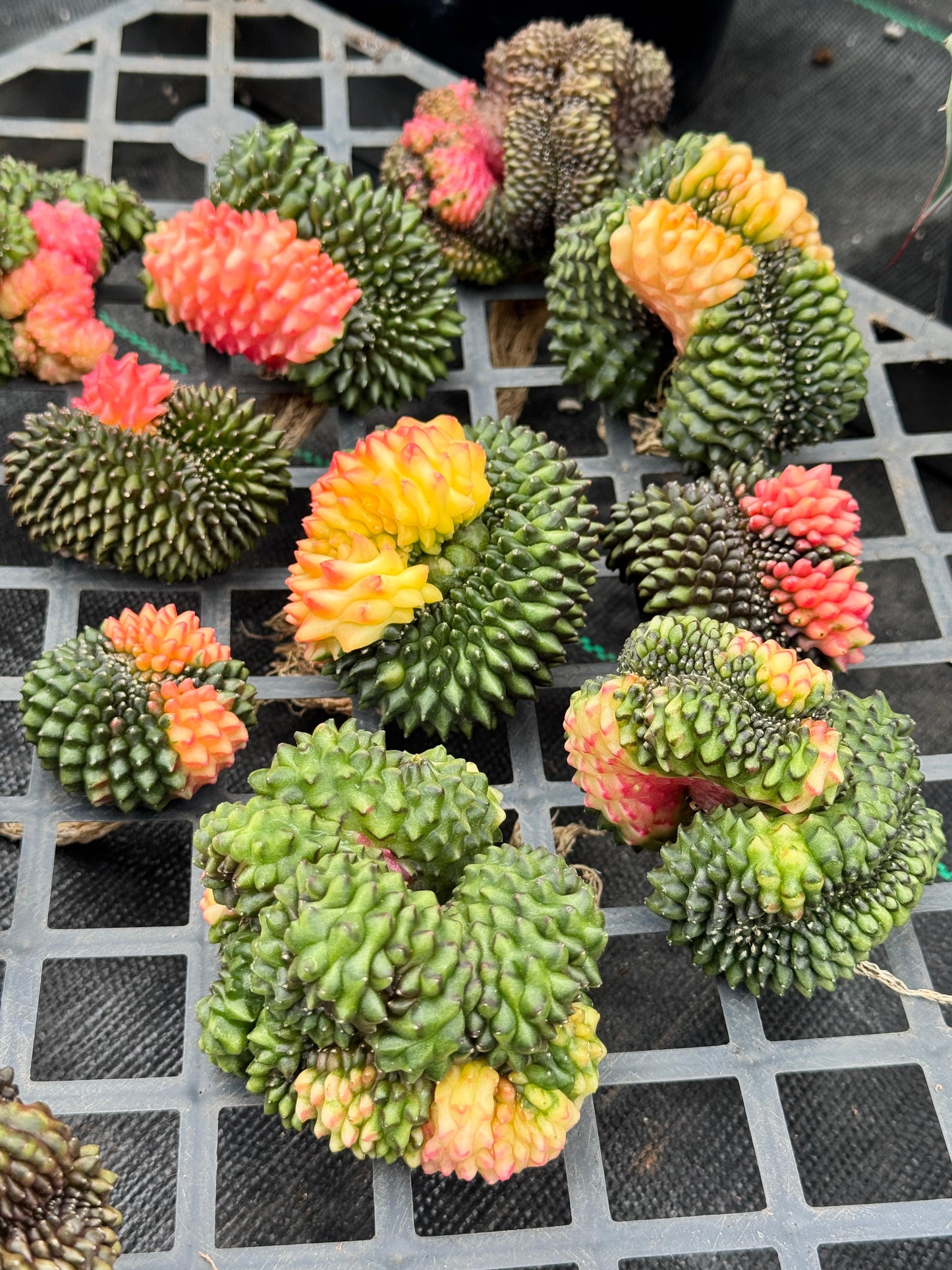 Gymnocalycium inermis variegada