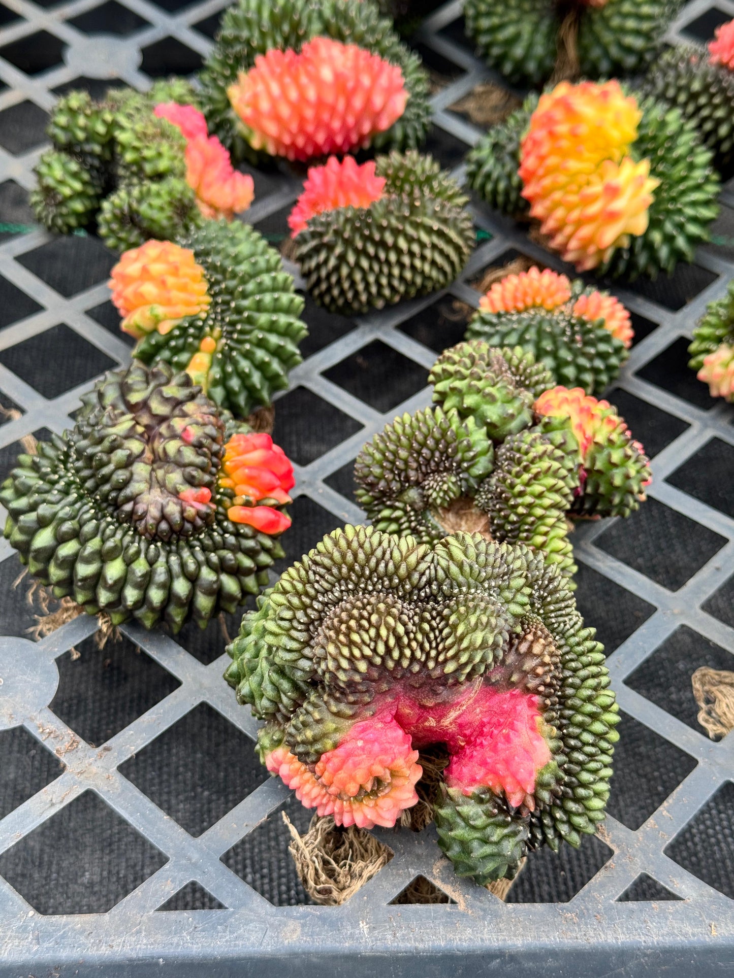 Gymnocalycium inermis variegada