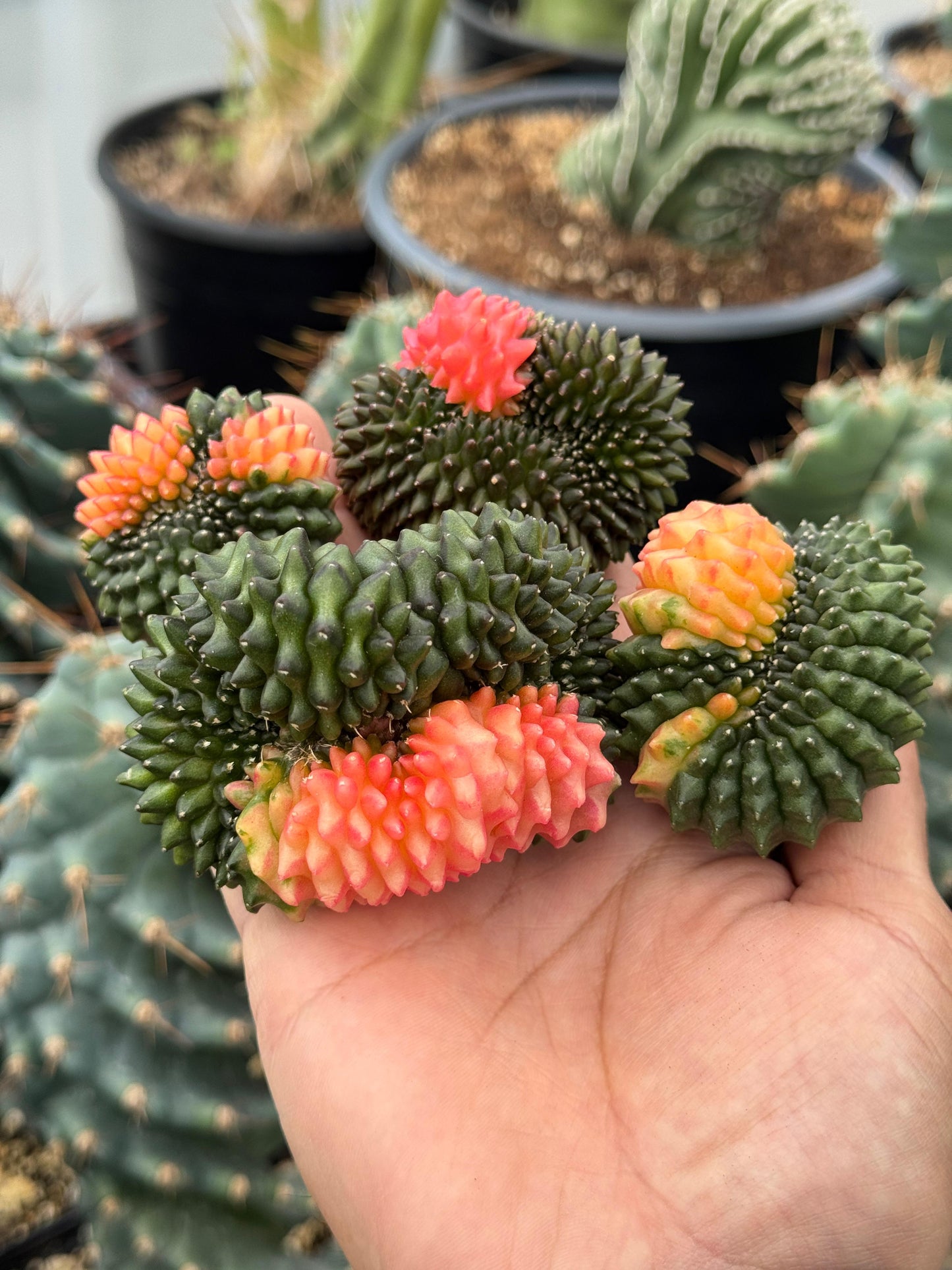 Gymnocalycium inermis variegada
