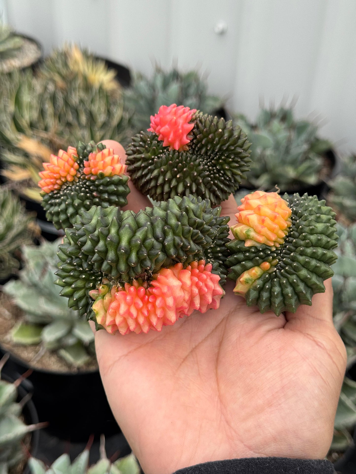 Gymnocalycium inermis variegada