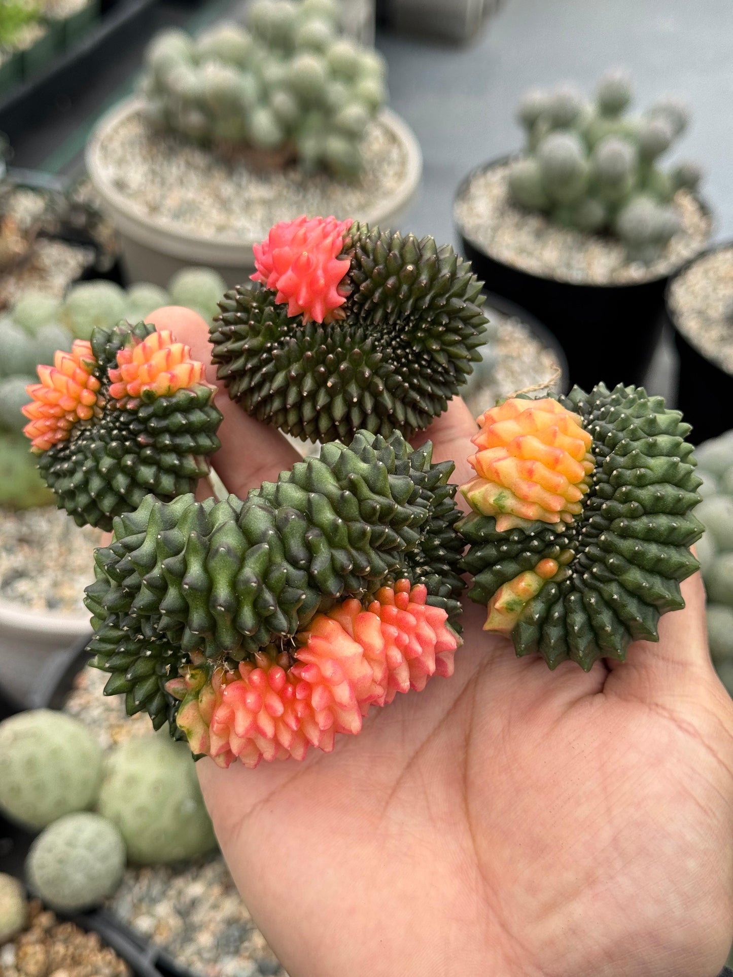 Gymnocalycium inermis variegada